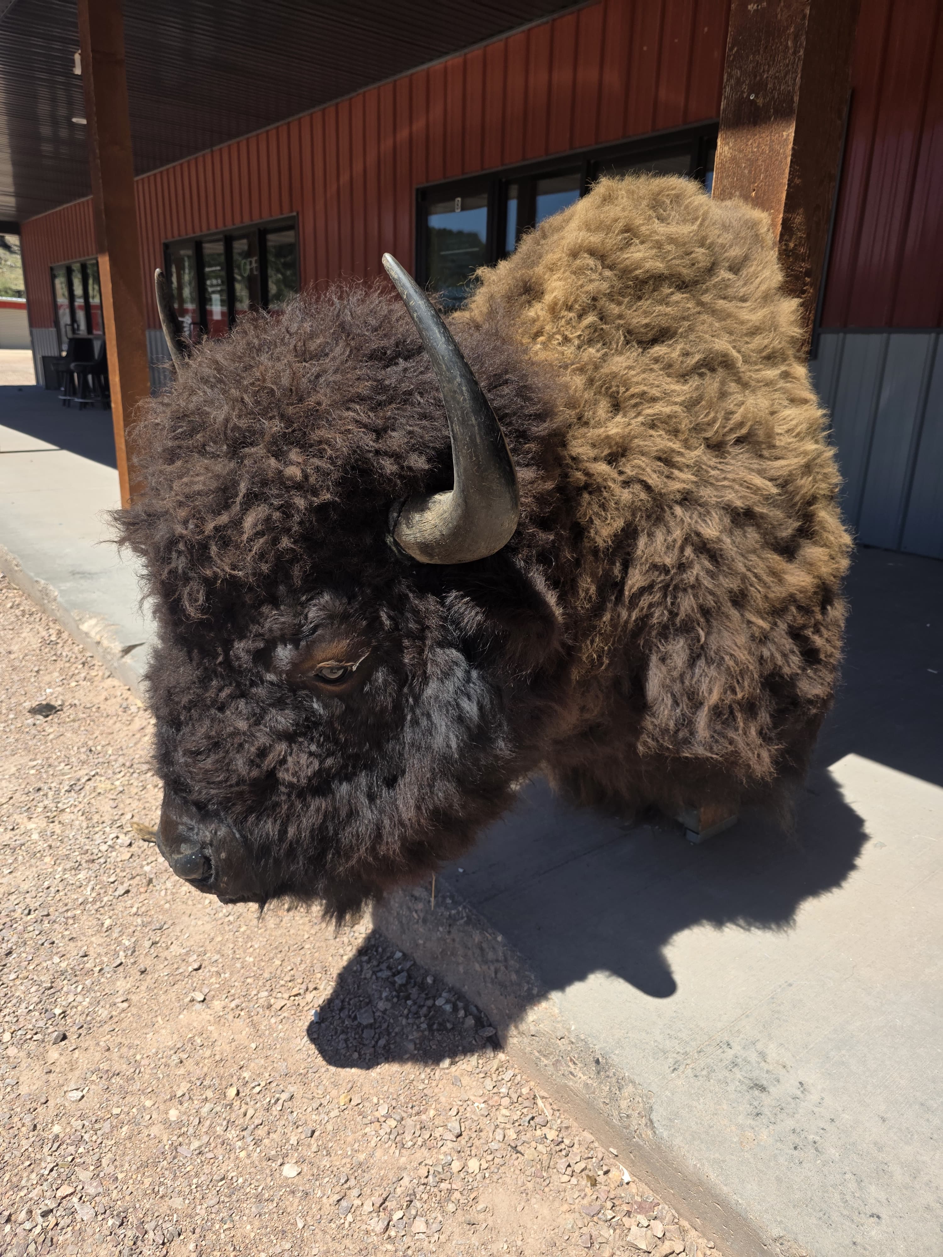 FHRAN83 - Real North American Buffalo / Bison Shoulder Taxidermy Mount
