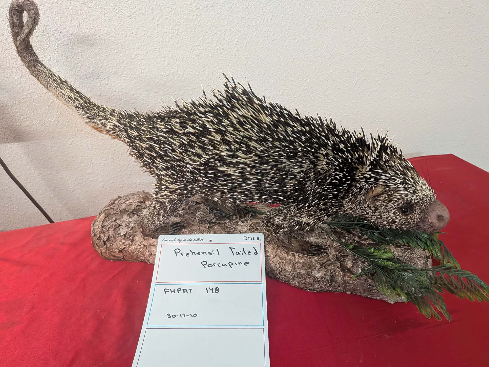 FHPAT148 - Prehensile-Tailed Porcupine Taxidermy Mount