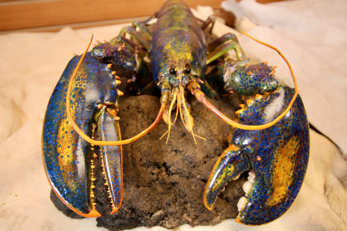 FHSP112 - Taxidermy Iridescent Blue and Green Lobster Specimen