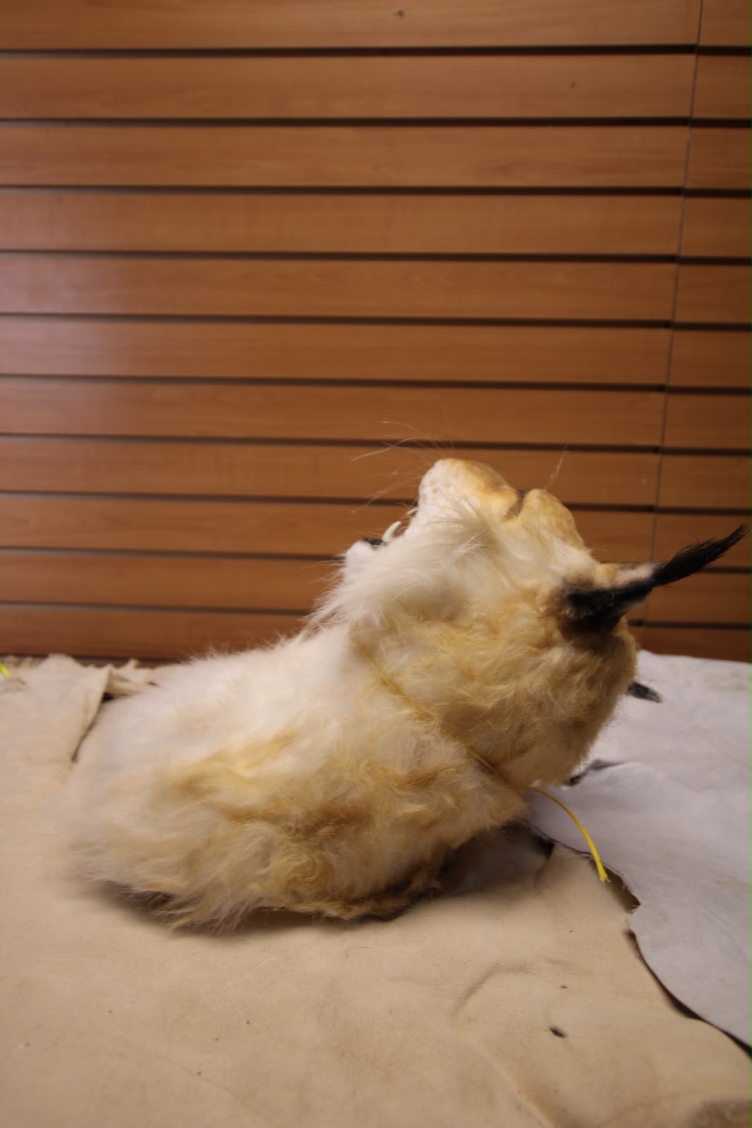 FHRBC05 -reproduction Hansa Eurasian Lynx Head Mount Taxidermy