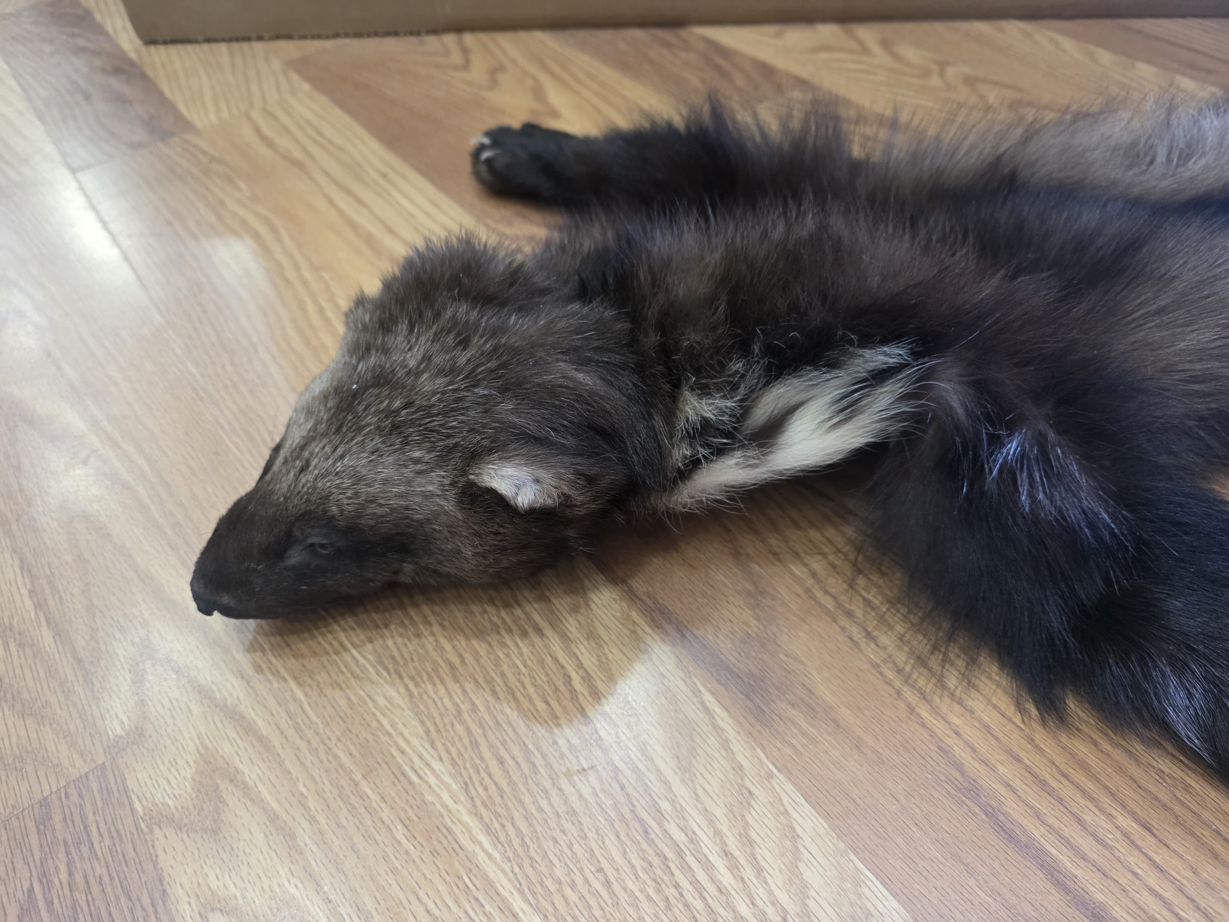Fhwvr303 - Wolverine Pelt with Head | Authentic Wildlife Display