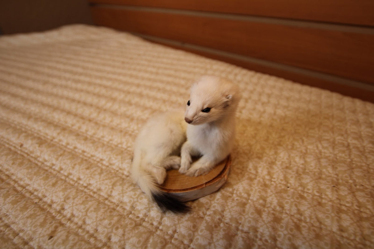 FHWEAS009 - Winter White Ermine (Short-Tailed Weasel) Taxidermy Mount