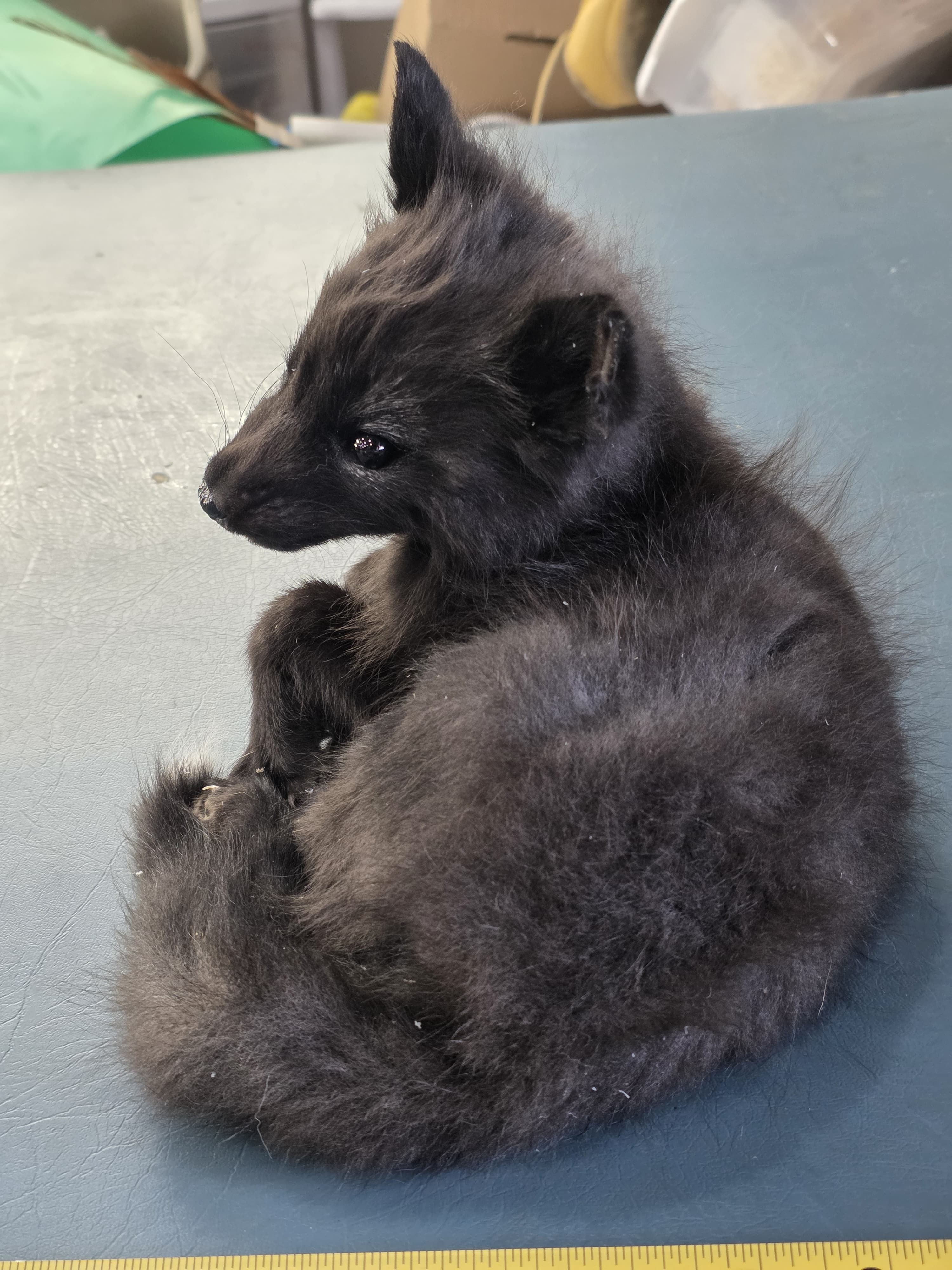 Fhjun16 - baby Ranch Fox Taxidermy Mount