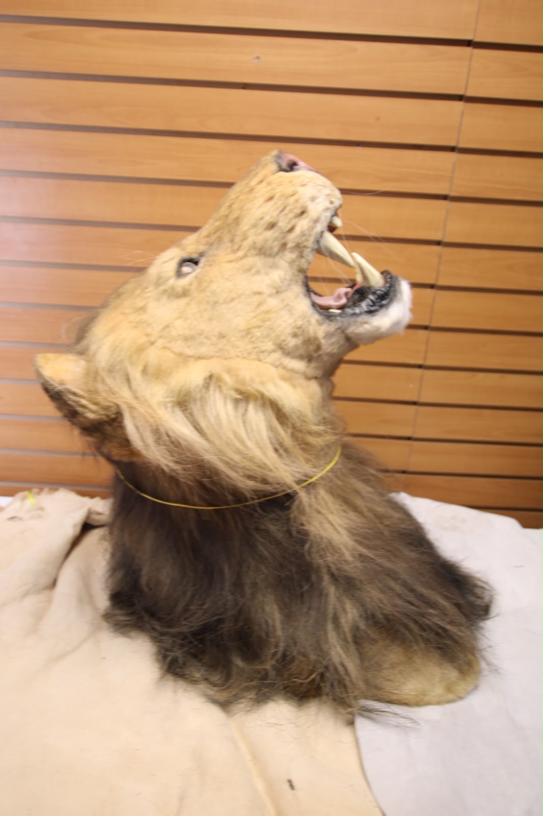 FHRBC08 -reproduction Taxidermy Lion Head Mount on Wooden Slat Wall Panel