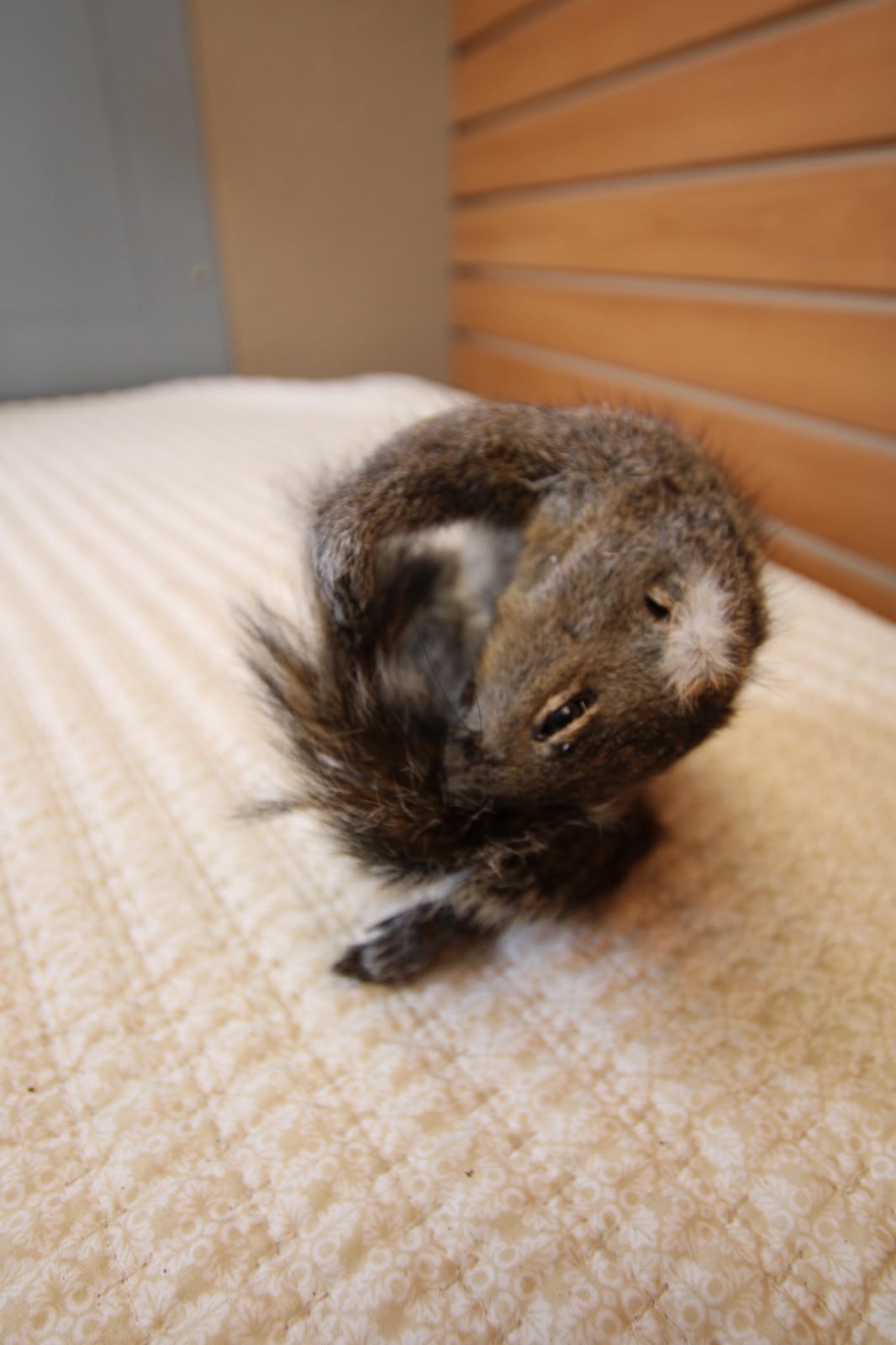 FHSQU006 - drunk Small Squirrel Taxidermy Mount