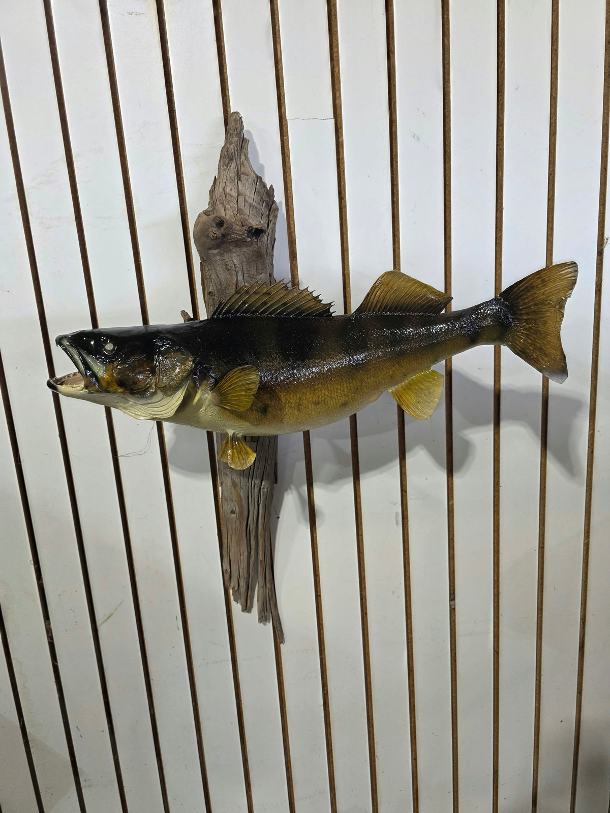 Comb115 - Trophy-Class 26" Walleye Fish Taxidermy Mount