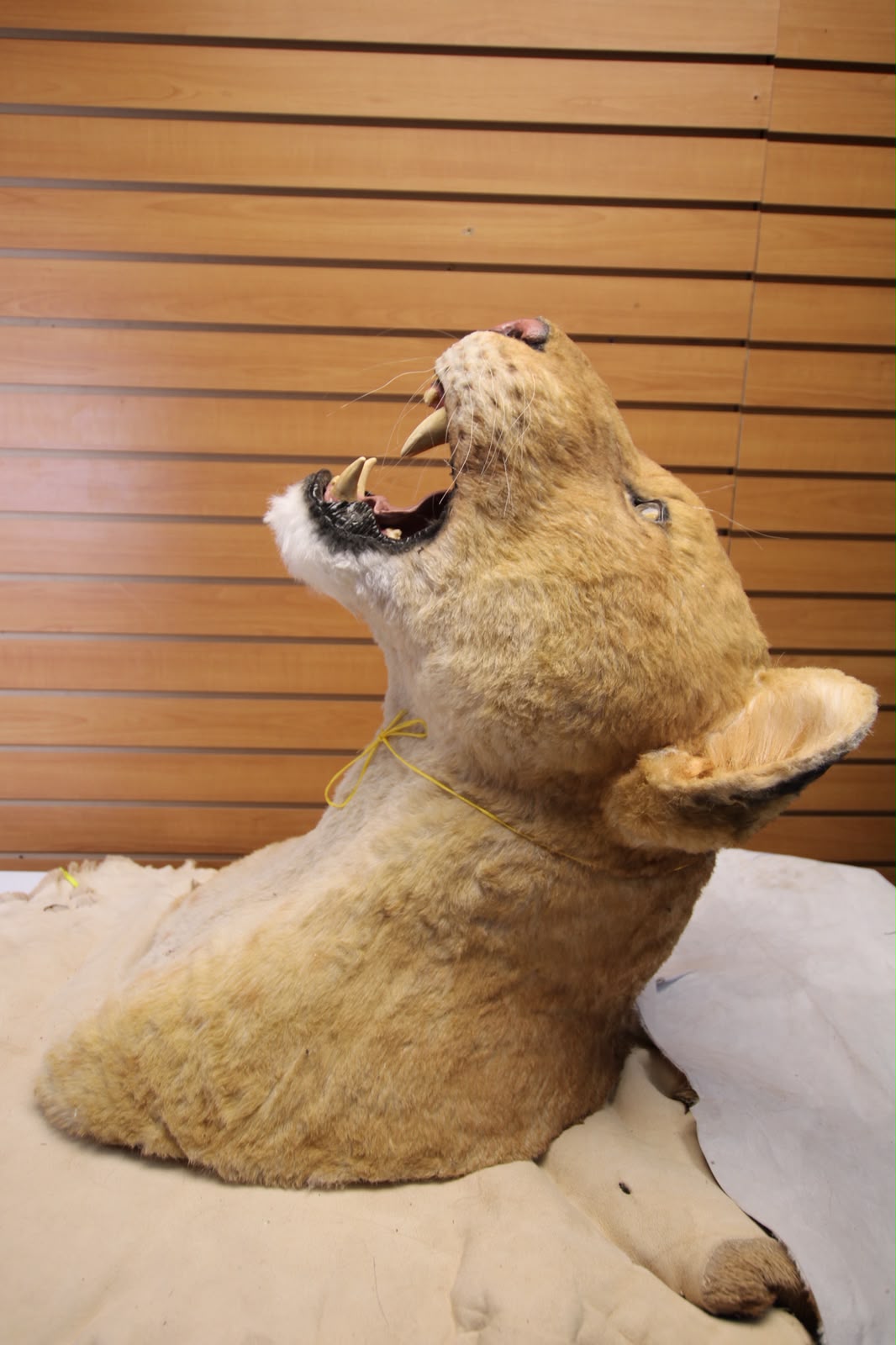 FHRBC11 - reproduction Taxidermy Lioness Head Mount with Head Tilted Back and Open Mouth