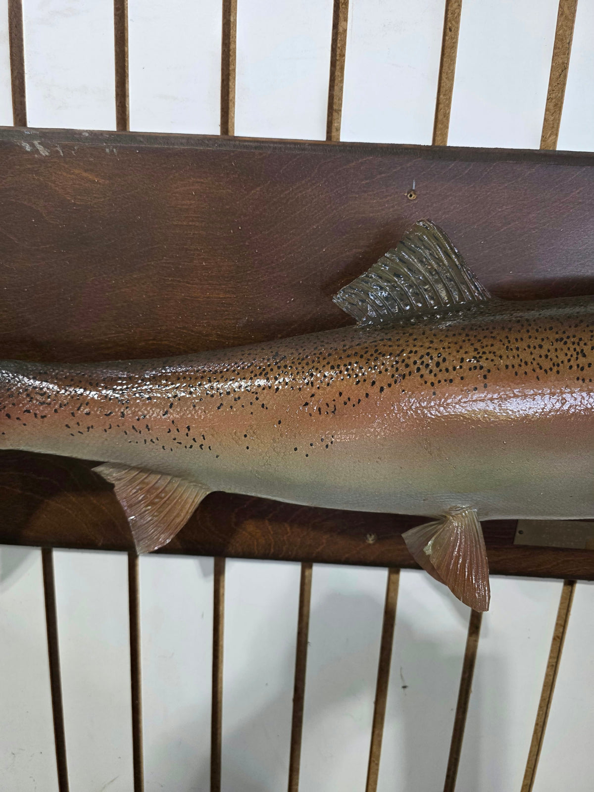 Comb110 - Vintage 1977 Trophy 30" Steelhead Trout Taxidermy Mount