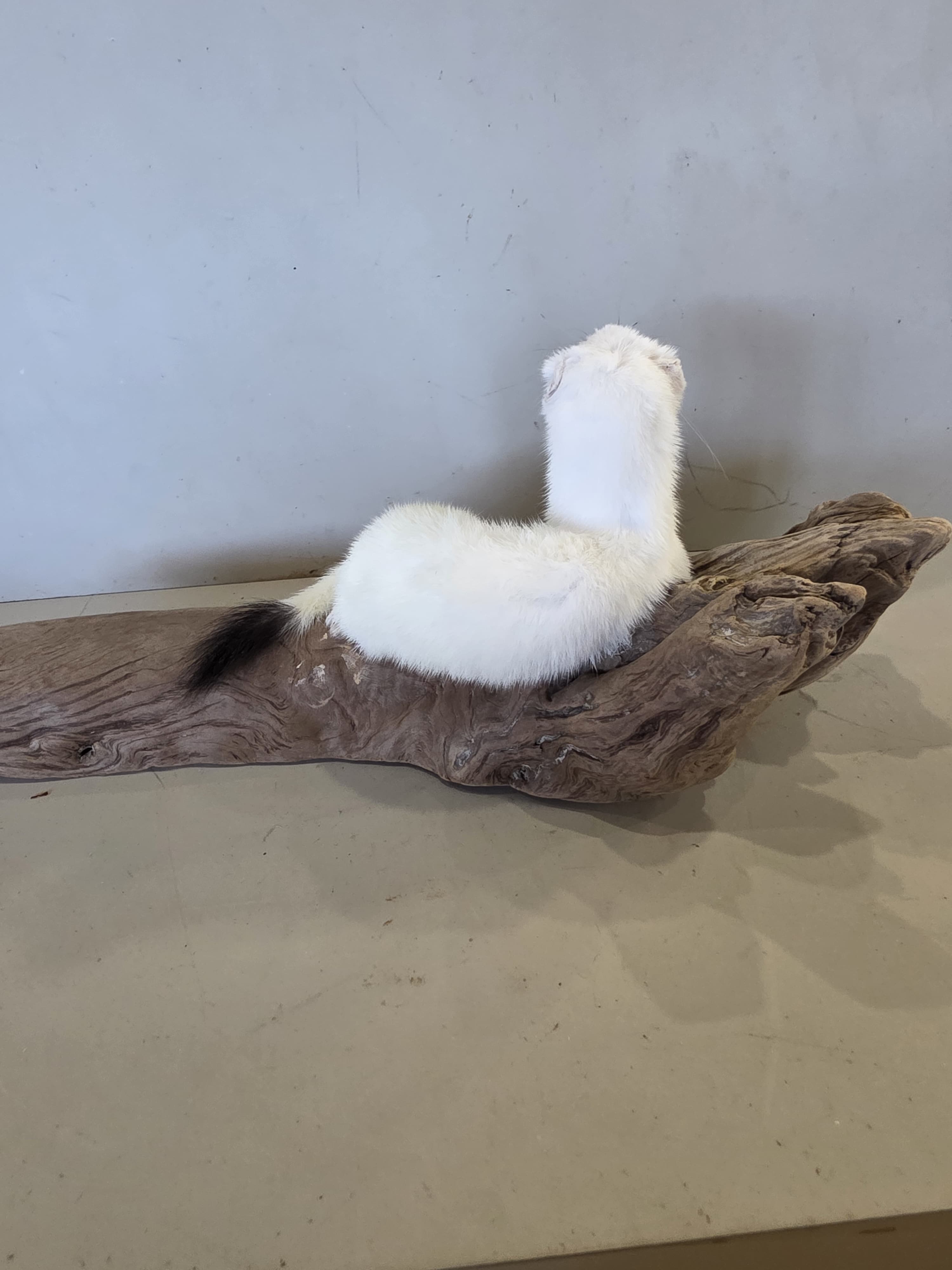 FHJUL11 - Taxidermy Ermine – Realistic Display Specimen