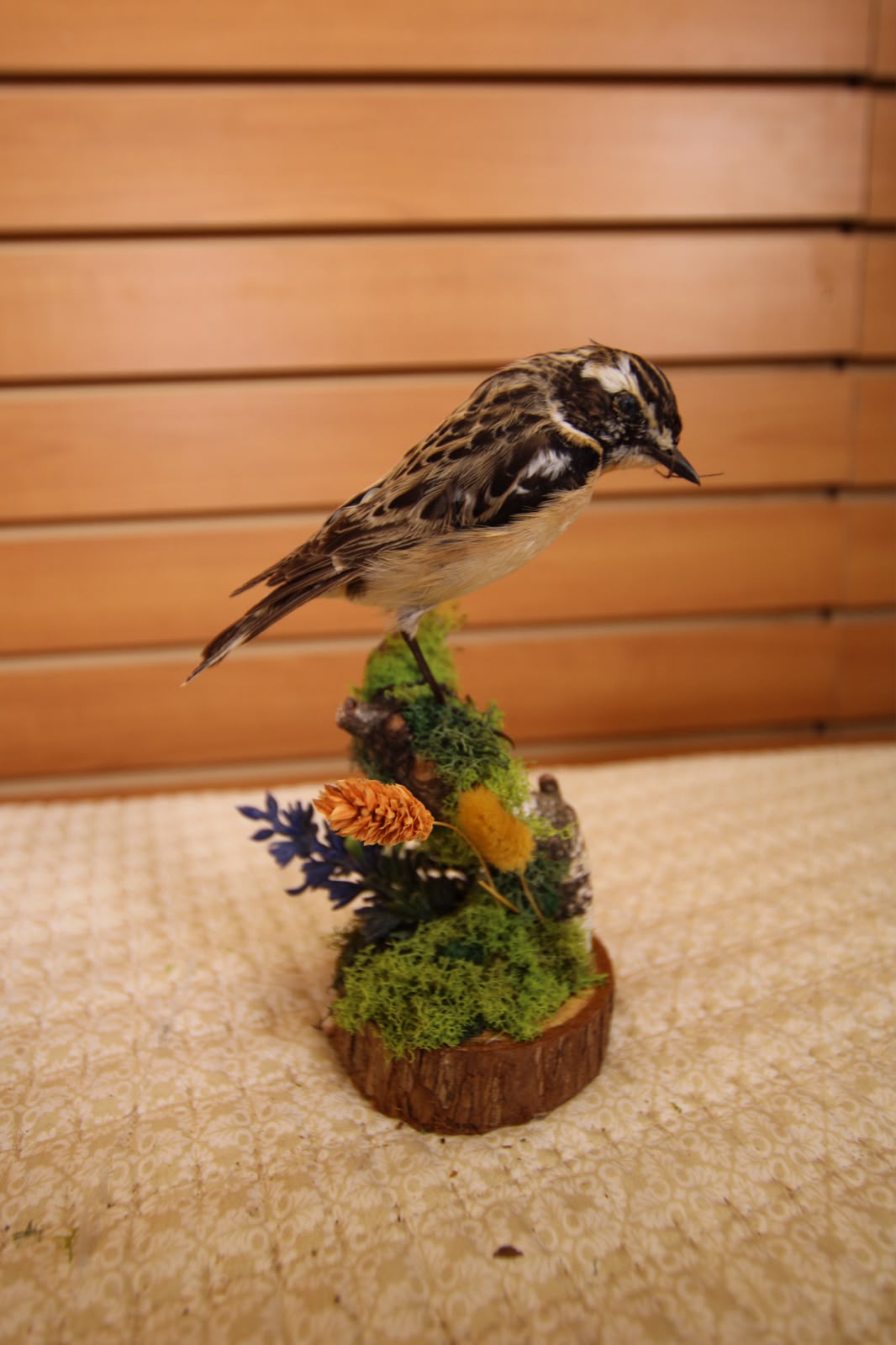 JTVBJ215 - Exquisite Taxidermy Whinchat