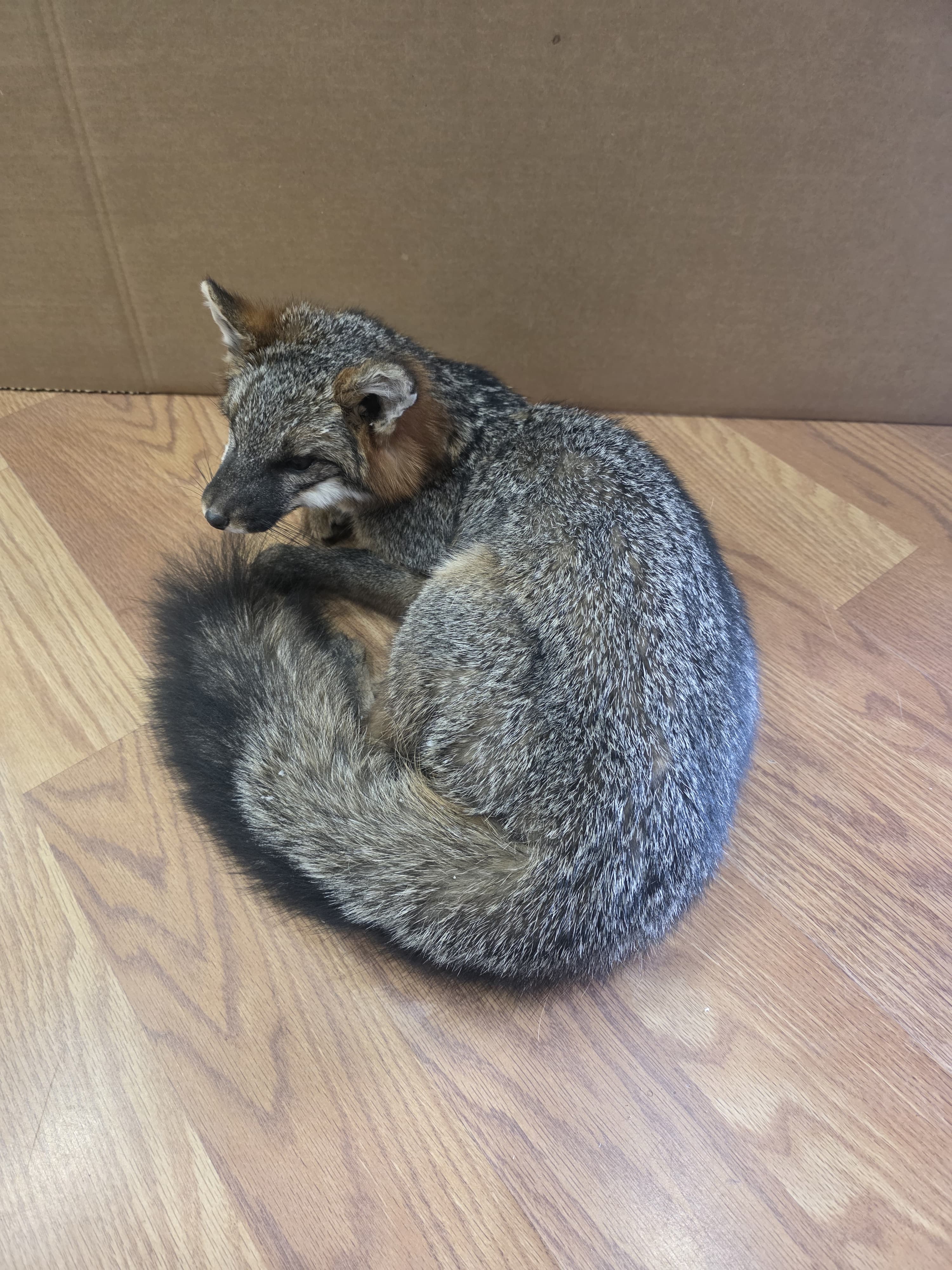 Fhfox4 - Grey Fox Taxidermy Mount | Full Body Display