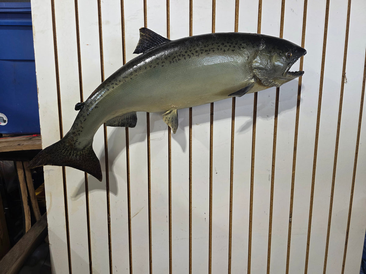 Comb116 - Trophy-Class 34" Salmon Fish Taxidermy Mount