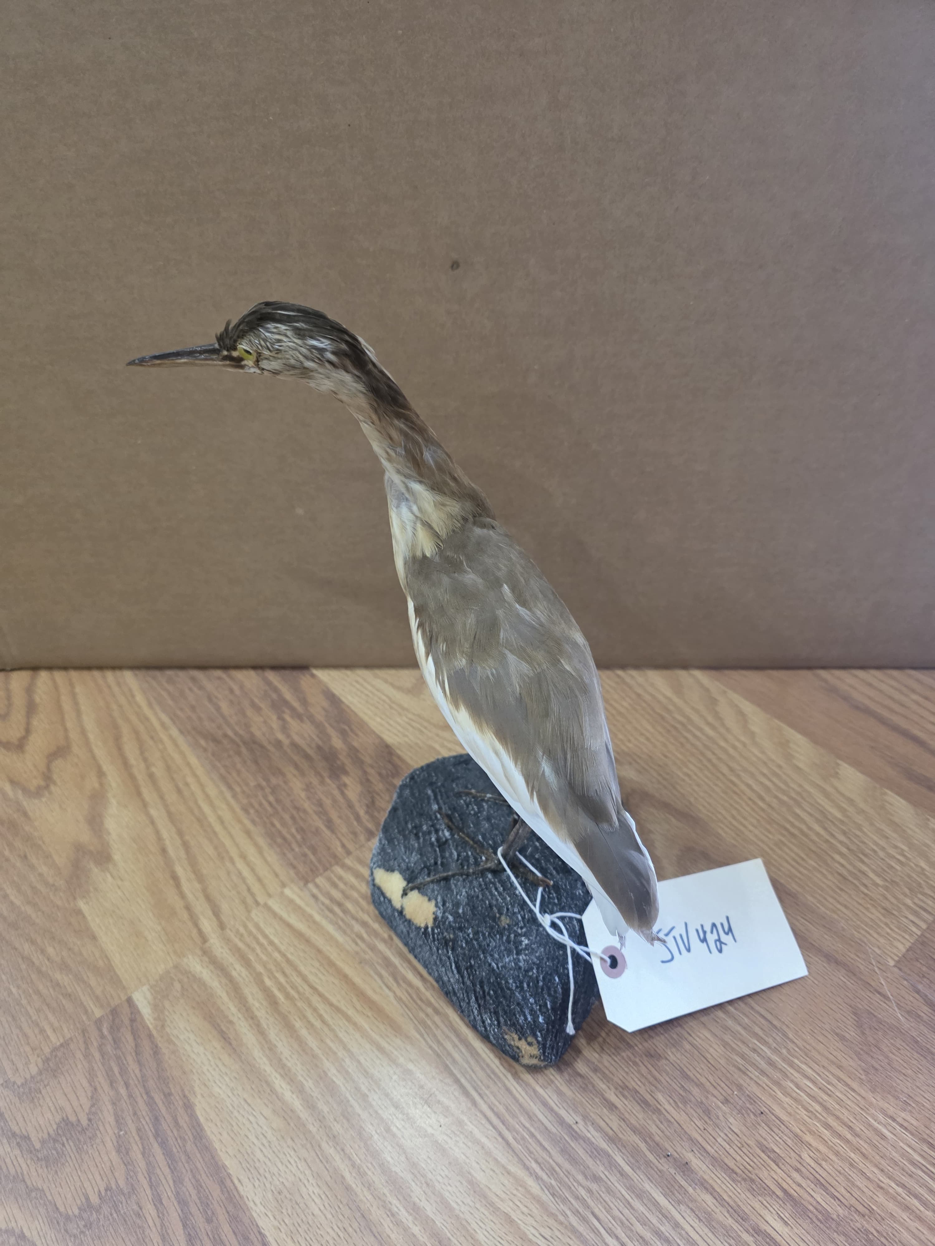 Jtv424 - Squacco Heron Taxidermy Mount | Authentic Bird Display