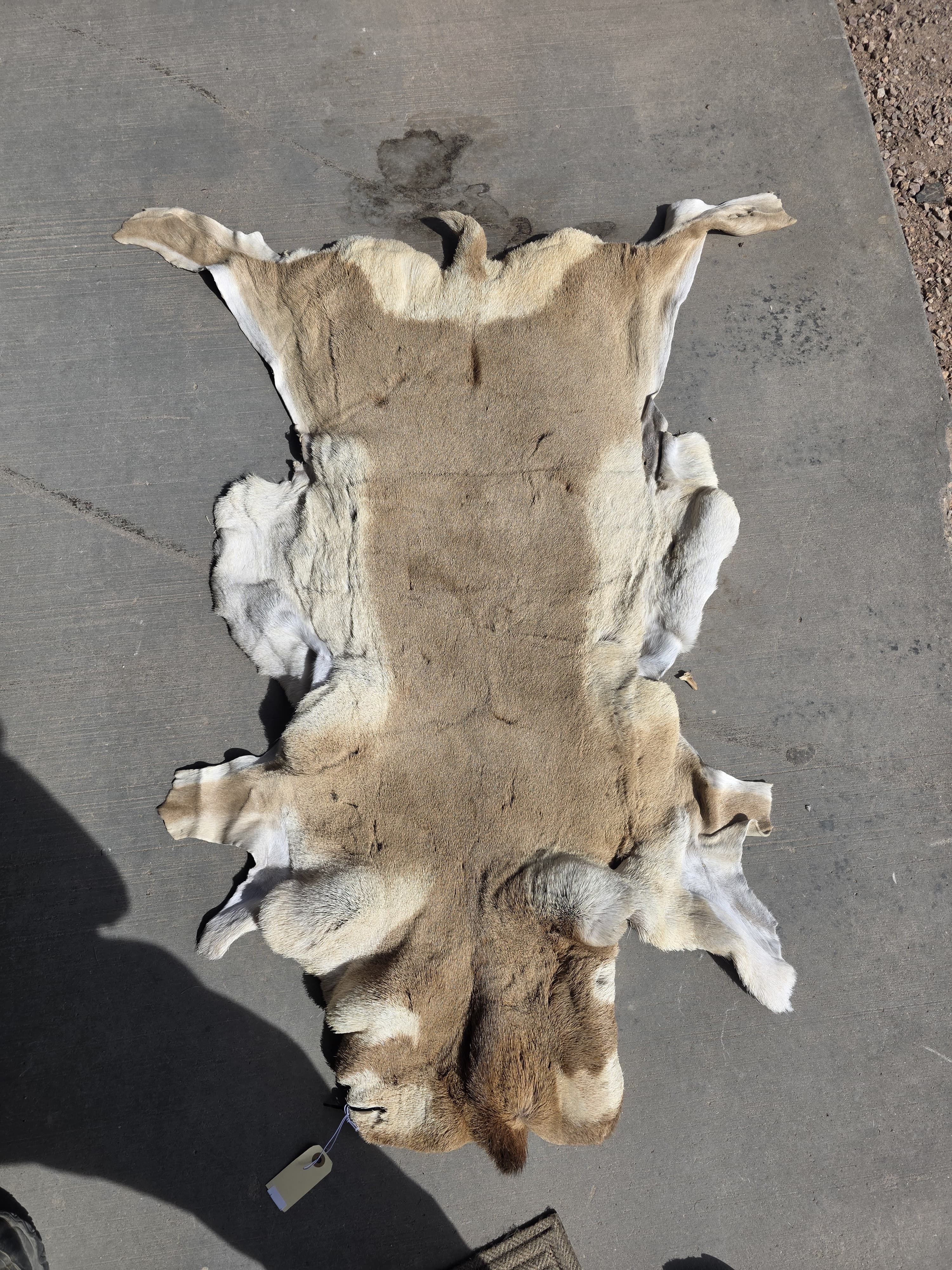 FHRAN90 - Natural Pronghorn Antelope Hide / Fur – 43” x 27”