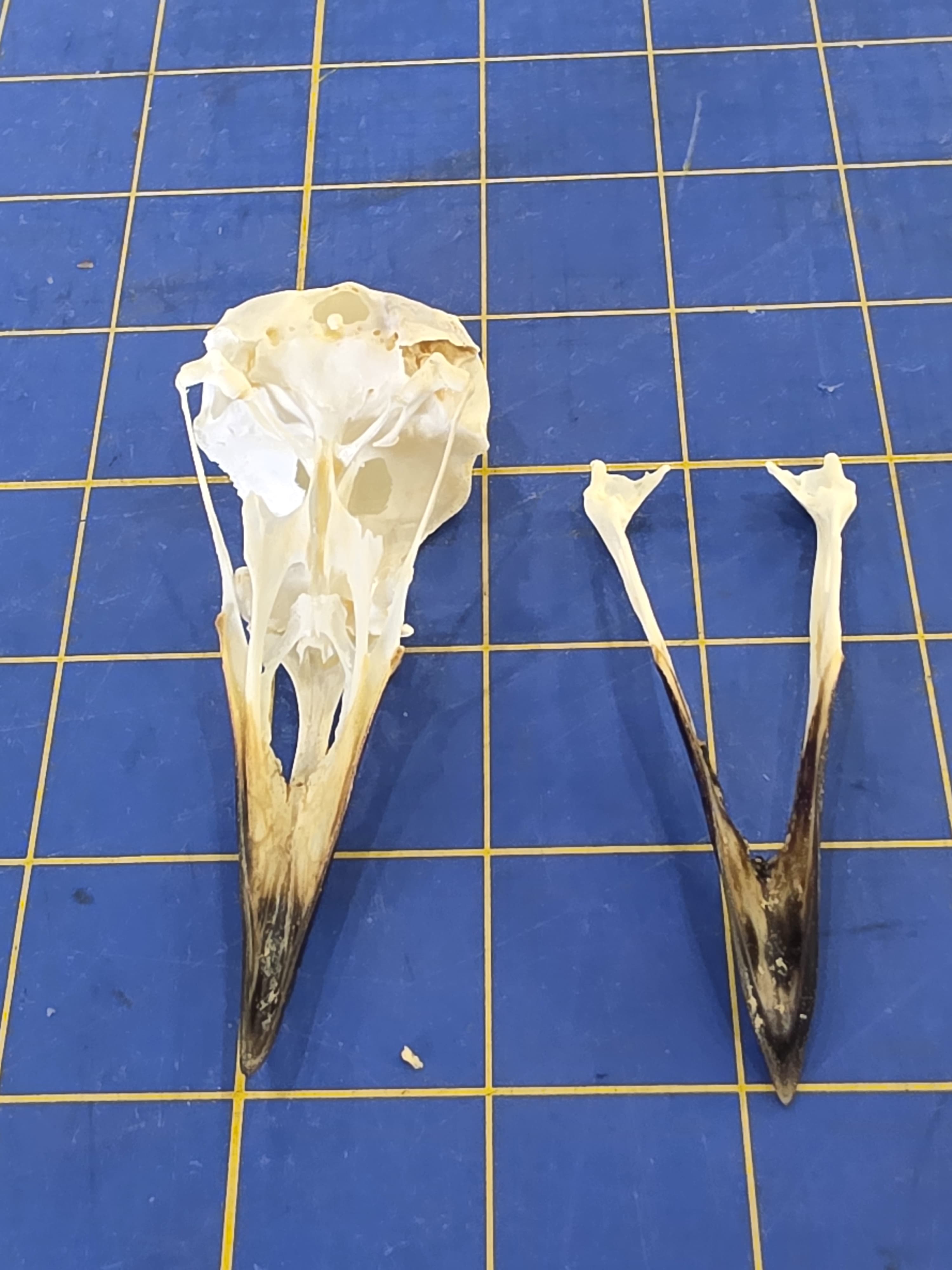 Jtvsk101 - Hooded Crow Skull – Authentic Bird Specimen