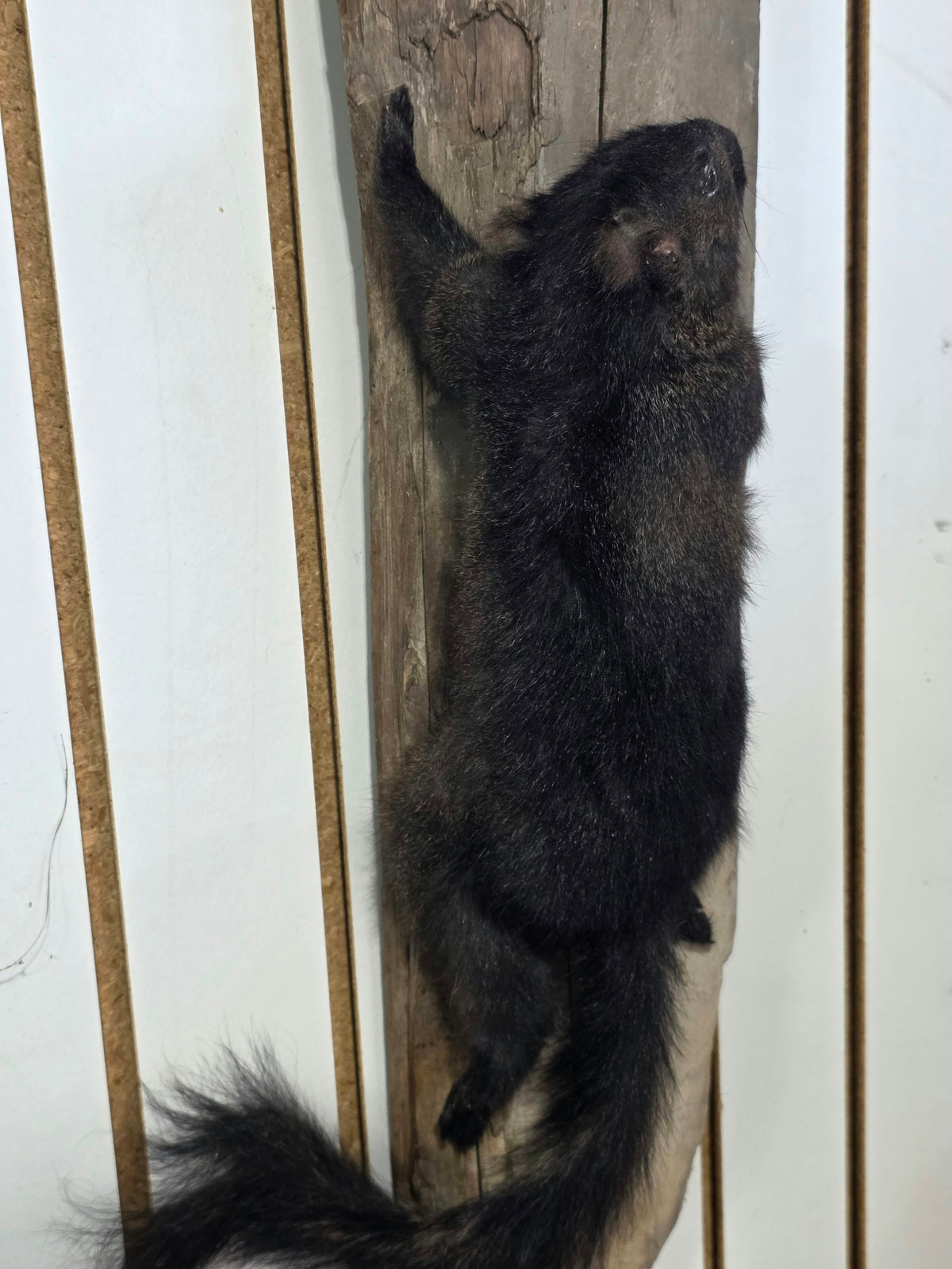 Comb118 - Unique Black Squirrel Taxidermy Mount