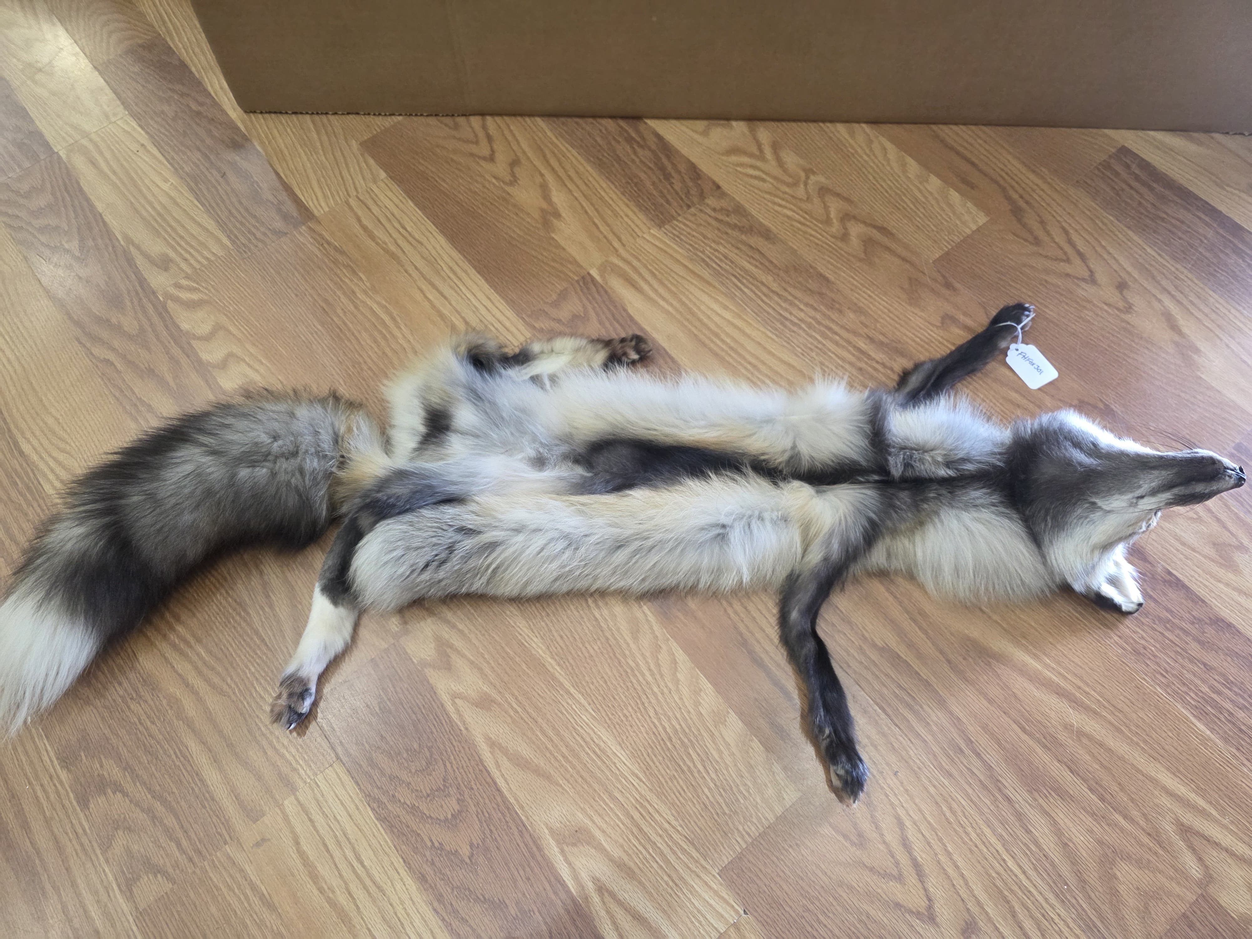 Fhfox301 - Red Fox Pelt with Head | Authentic Wildlife Display