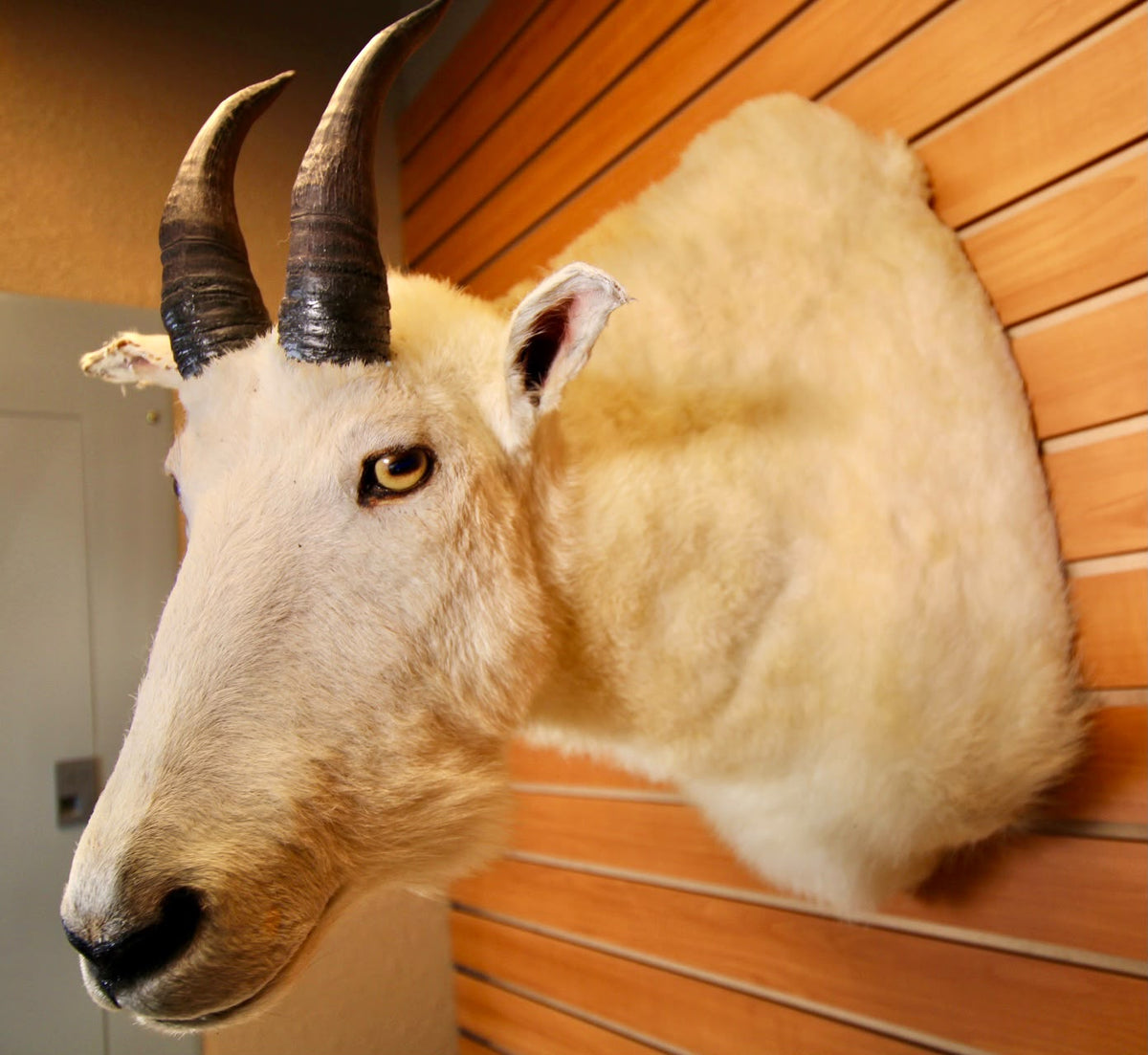 FHMGOA01 - Stunning Taxidermy Mountain Goat Head