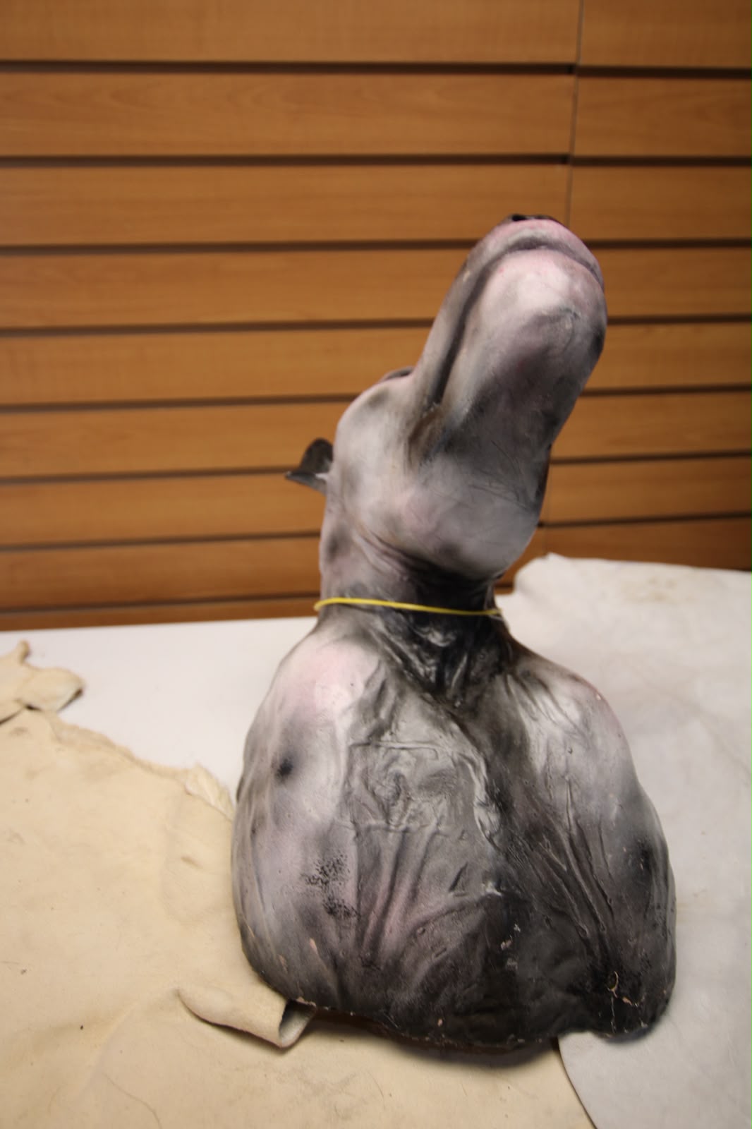 FHBB07 - reproduction Artisanal Taxidermy Dog Specimen
