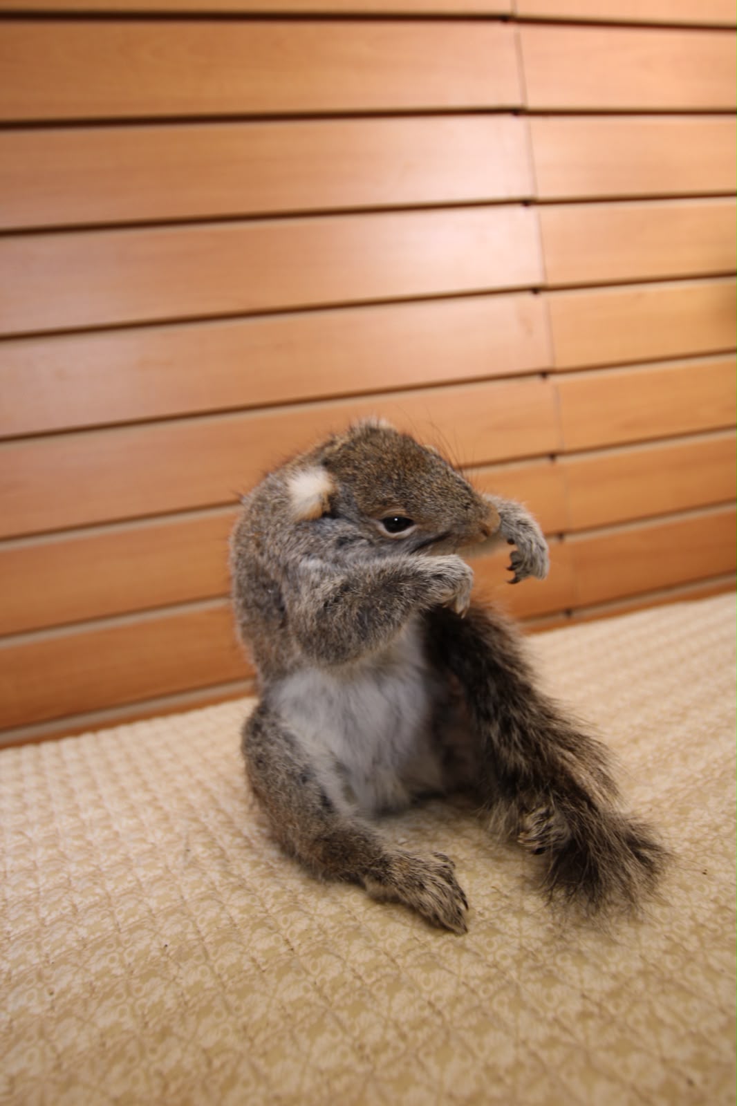 FHSQU005 - Charming Small Squirrel Taxidermy Mount