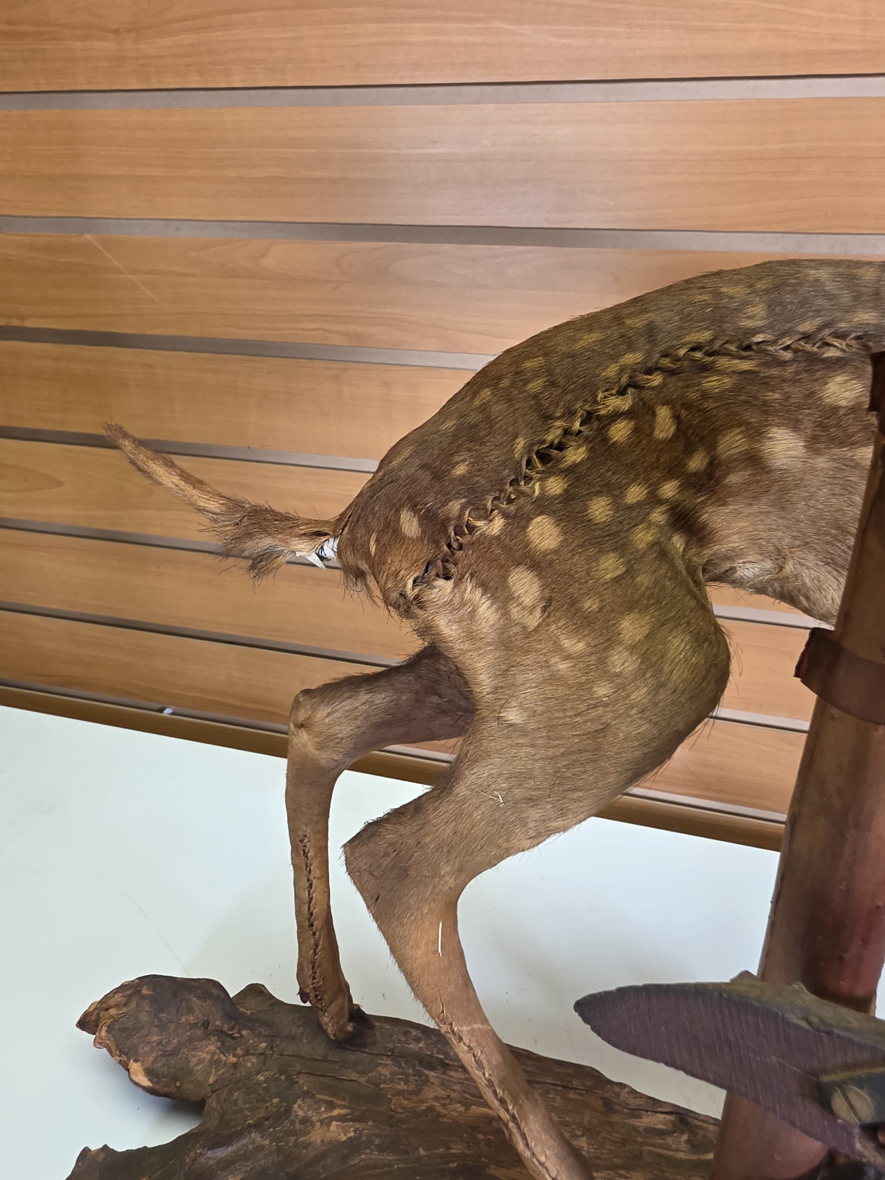 Fhdr203 - Vintage Fawn Deer Taxidermy Mount – Ear & Tail Damage