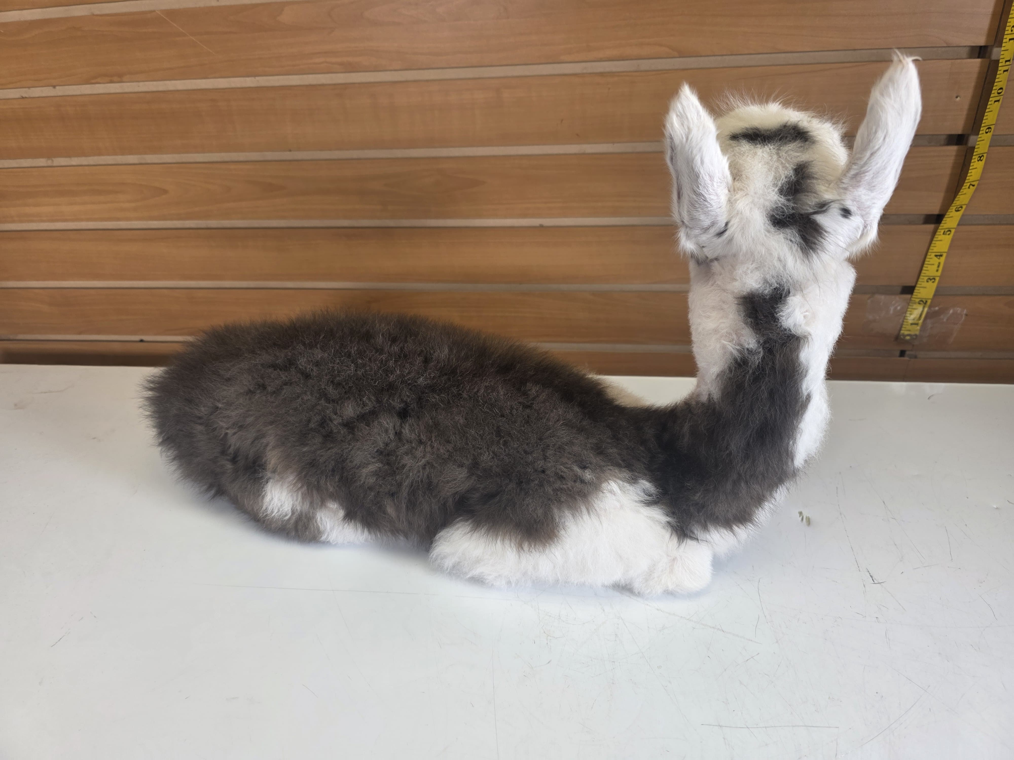 Fhden19 - Baby Alpaca Taxidermy Mount
