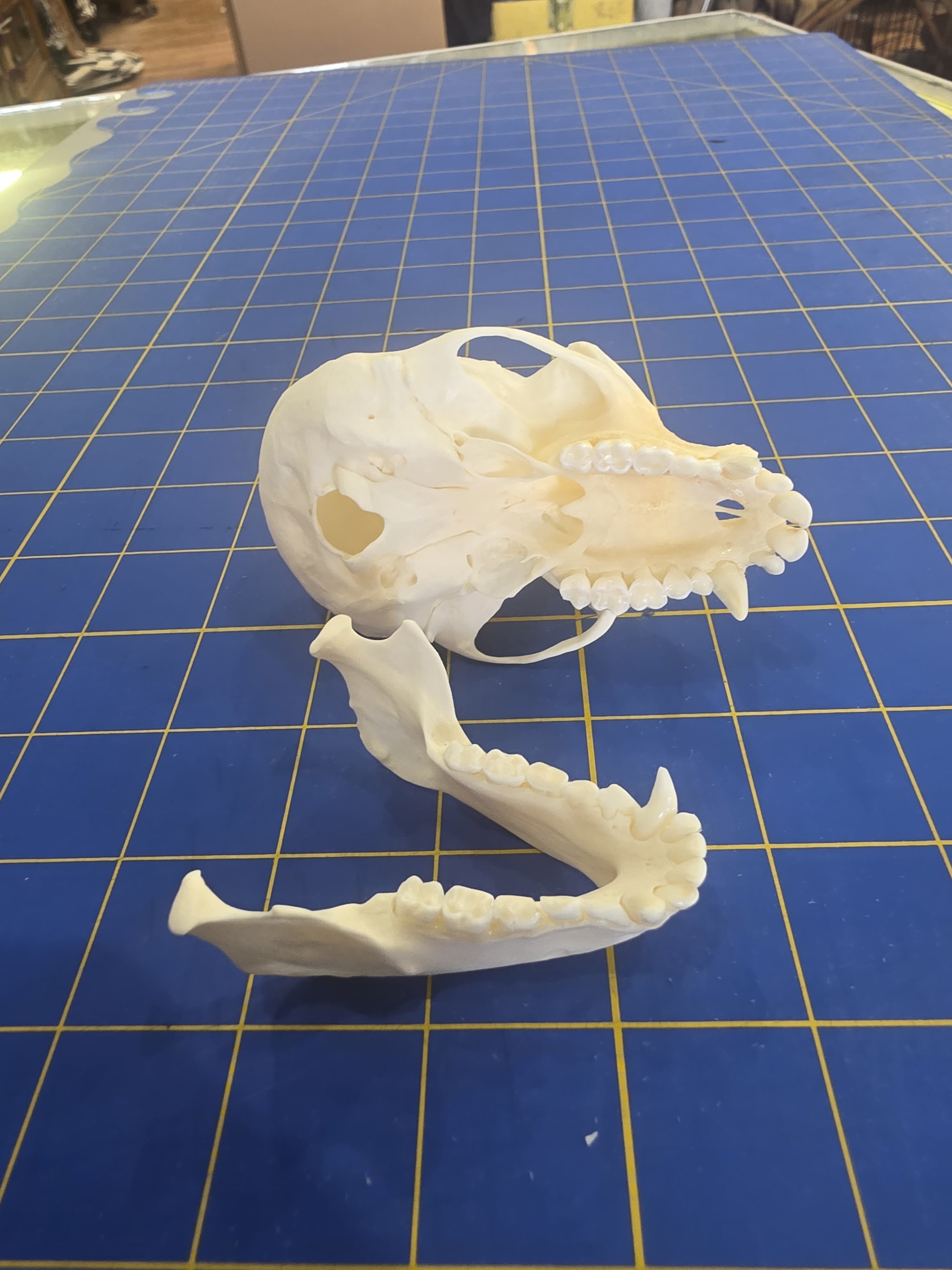 Fhmk10 - Spot-Nosed Monkey Skull – Authentic Primate Skull Display