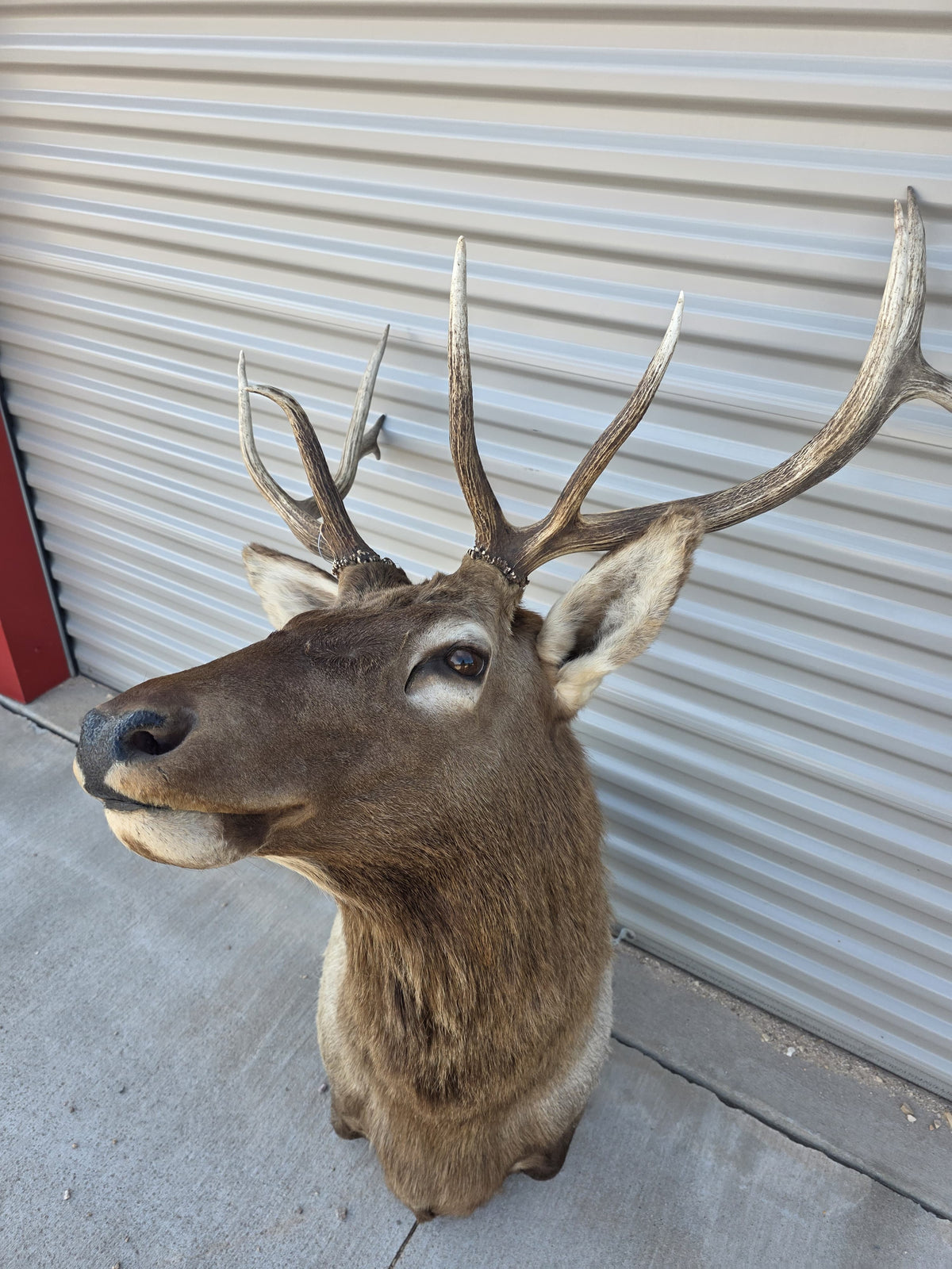 FHBIN6 - Authentic Rocky Mountain Bull Elk Taxidermy Shoulder Mount