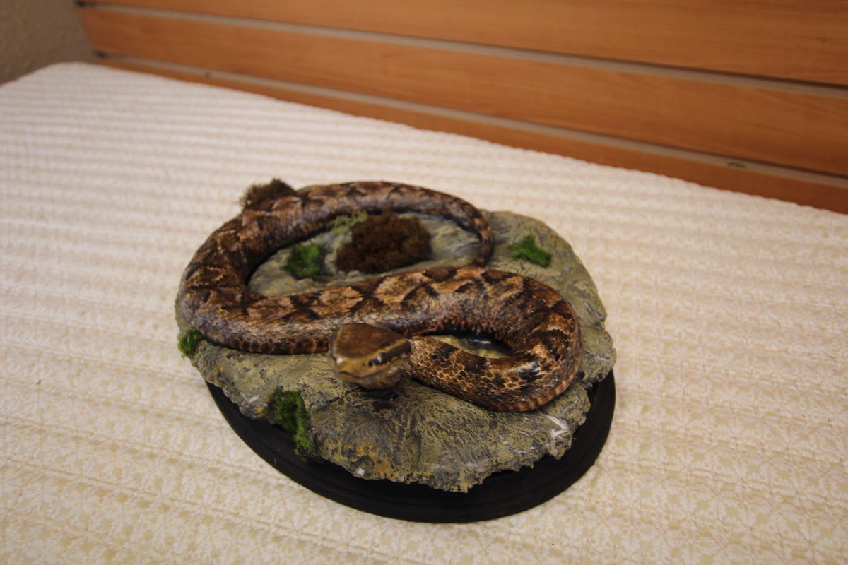 FHSP126 - Authentic Boa Constrictor Taxidermy Display