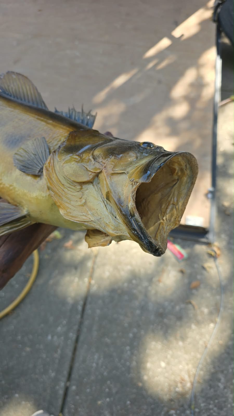 Comb105 - Trophy-Size 20" Largemouth Bass Taxidermy Mount