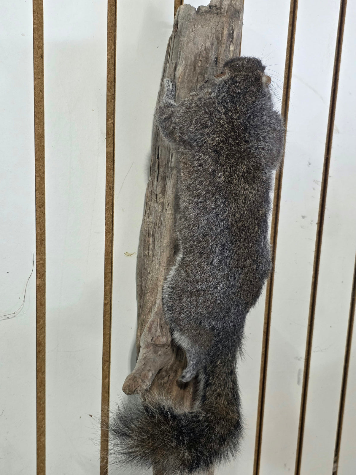 Comb120 - Classic Grey Squirrel Taxidermy Mount