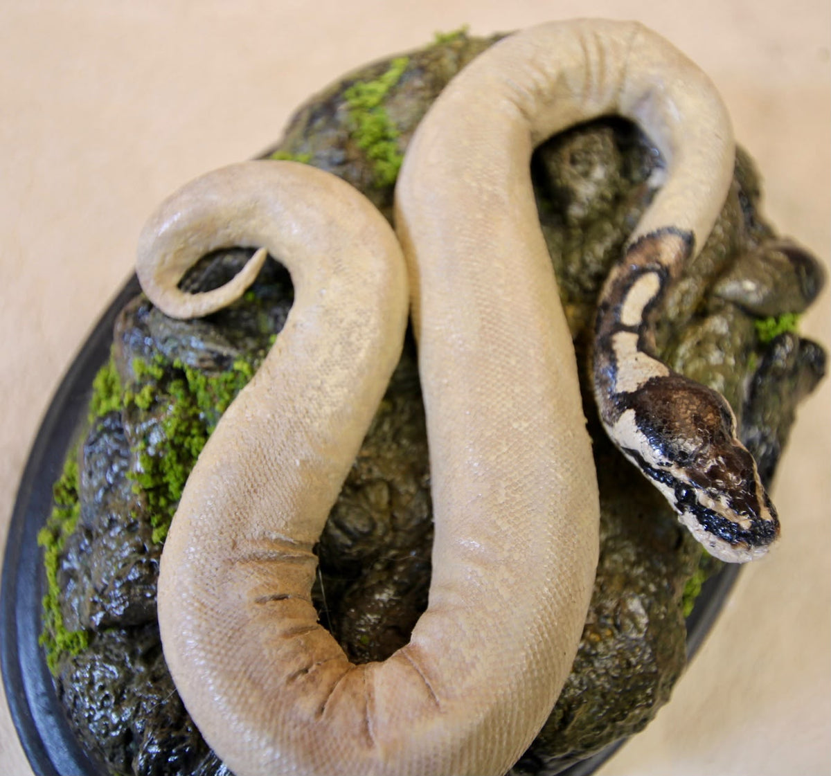 - Taxidermy Pueblan Milk Snake Specimen