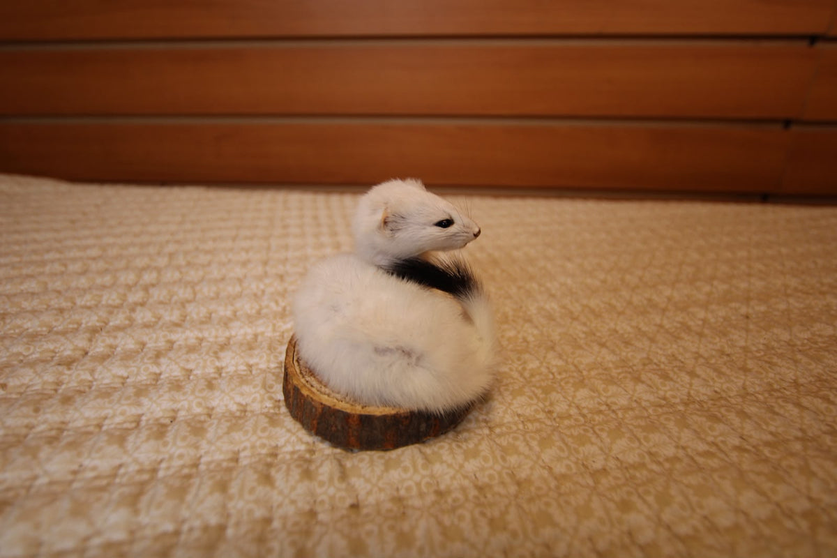 FHWEAS002 - Winter White Ermine (Short-Tailed Weasel) Taxidermy Mount