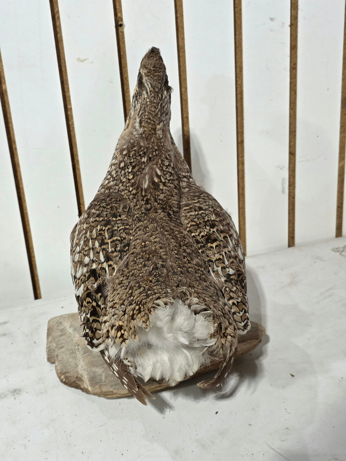 Comb129 - Sharp-Tailed Grouse Taxidermy Bird Mount