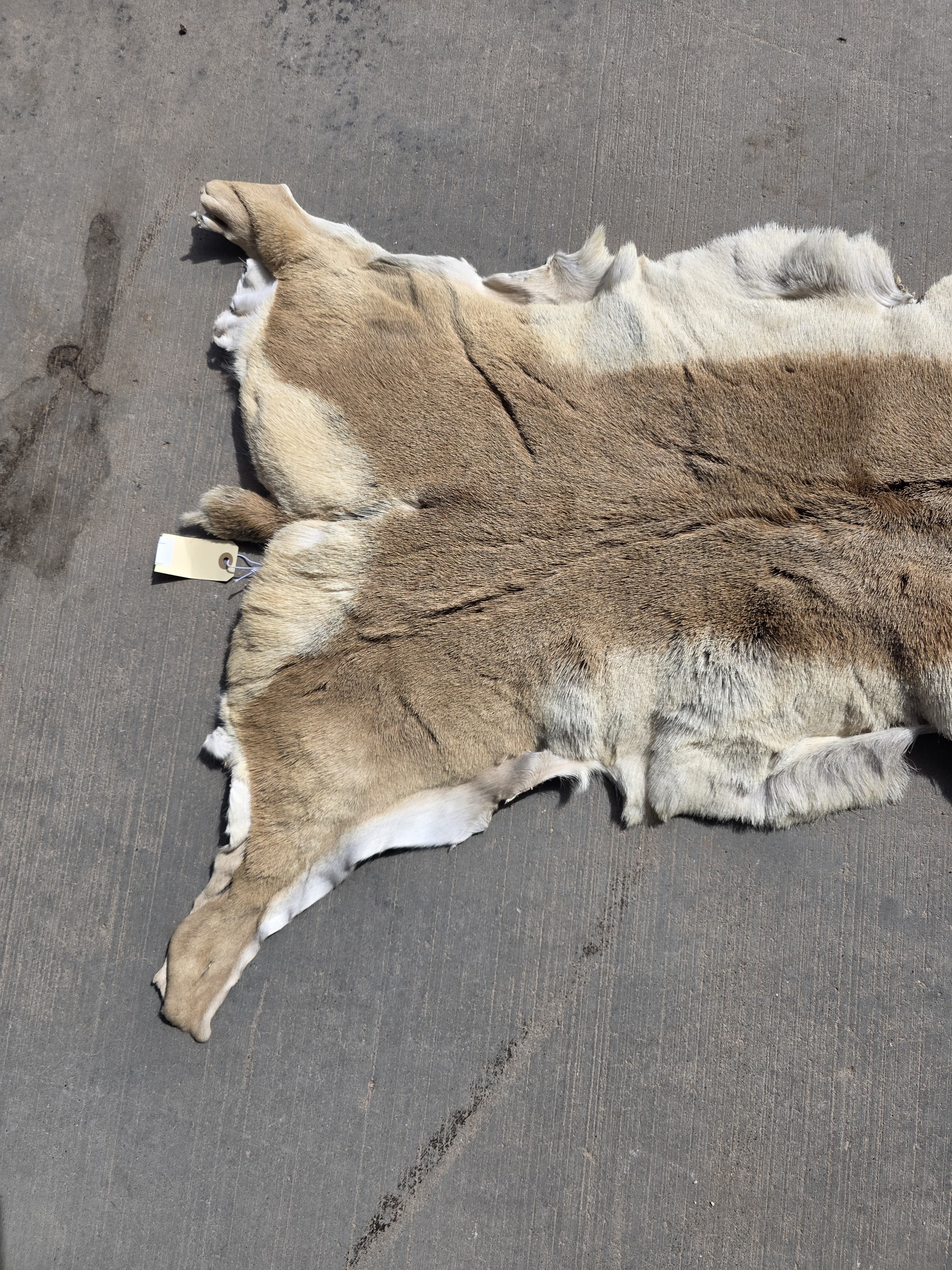 FHRAN92 - Natural Pronghorn Antelope Hide / Fur – 34” x 18”
