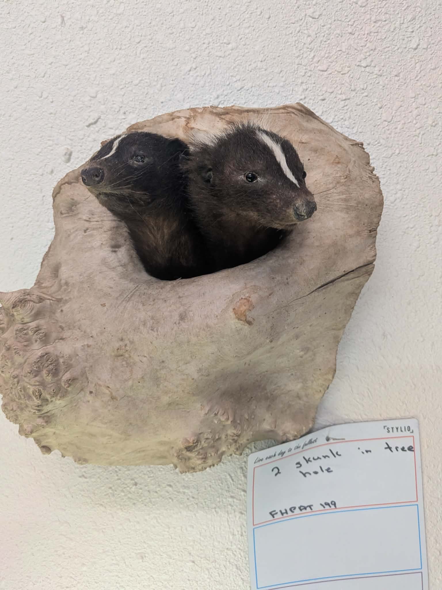 FHPAT199 - Twin Skunks in Tree Hole Taxidermy Mount –