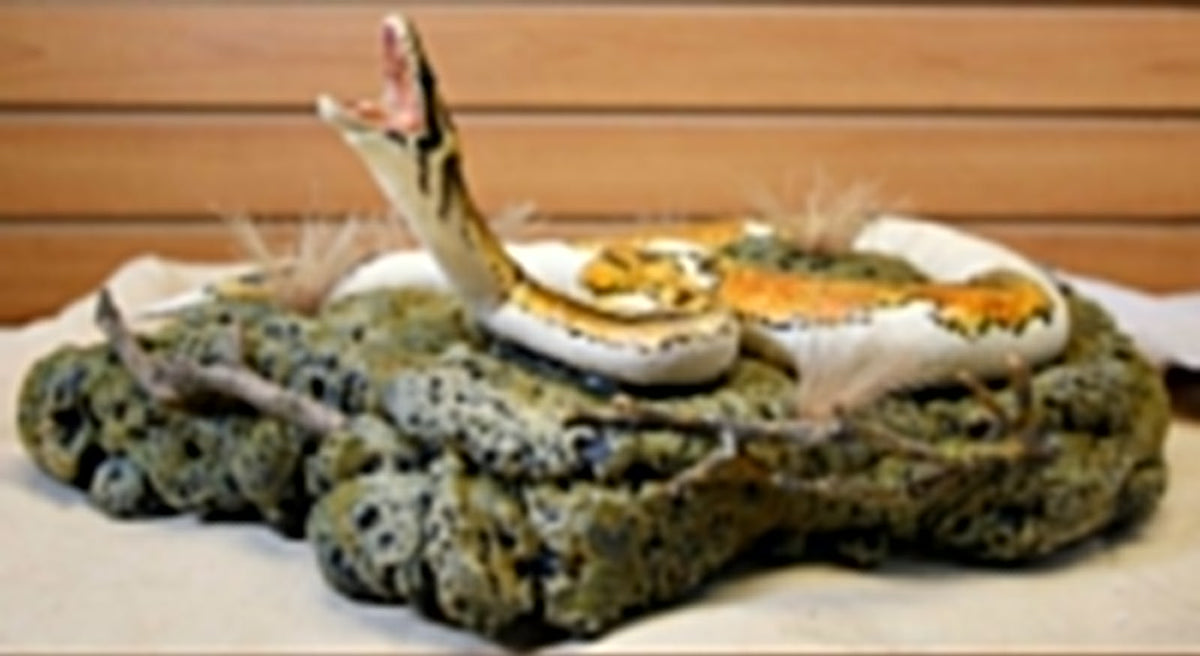 FHSP109 - Taxidermy Piebald Ball Python Specimen