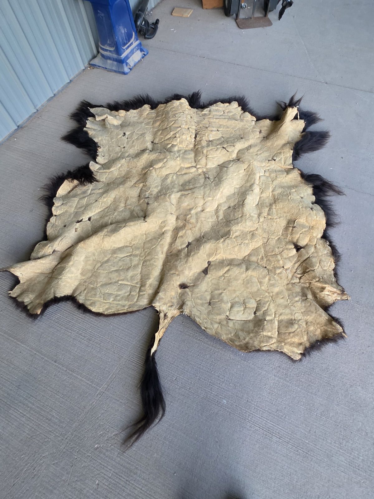Fhsp108 - Buffalo Taxidermy Hide Rug