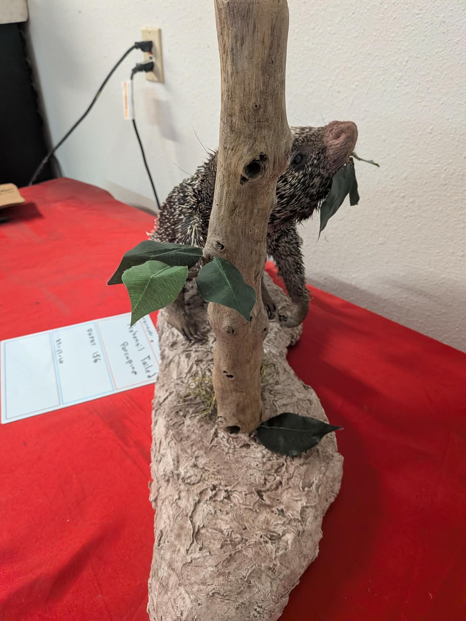 FHPAT156 - Prehensile-Tailed Porcupine Taxidermy Mount