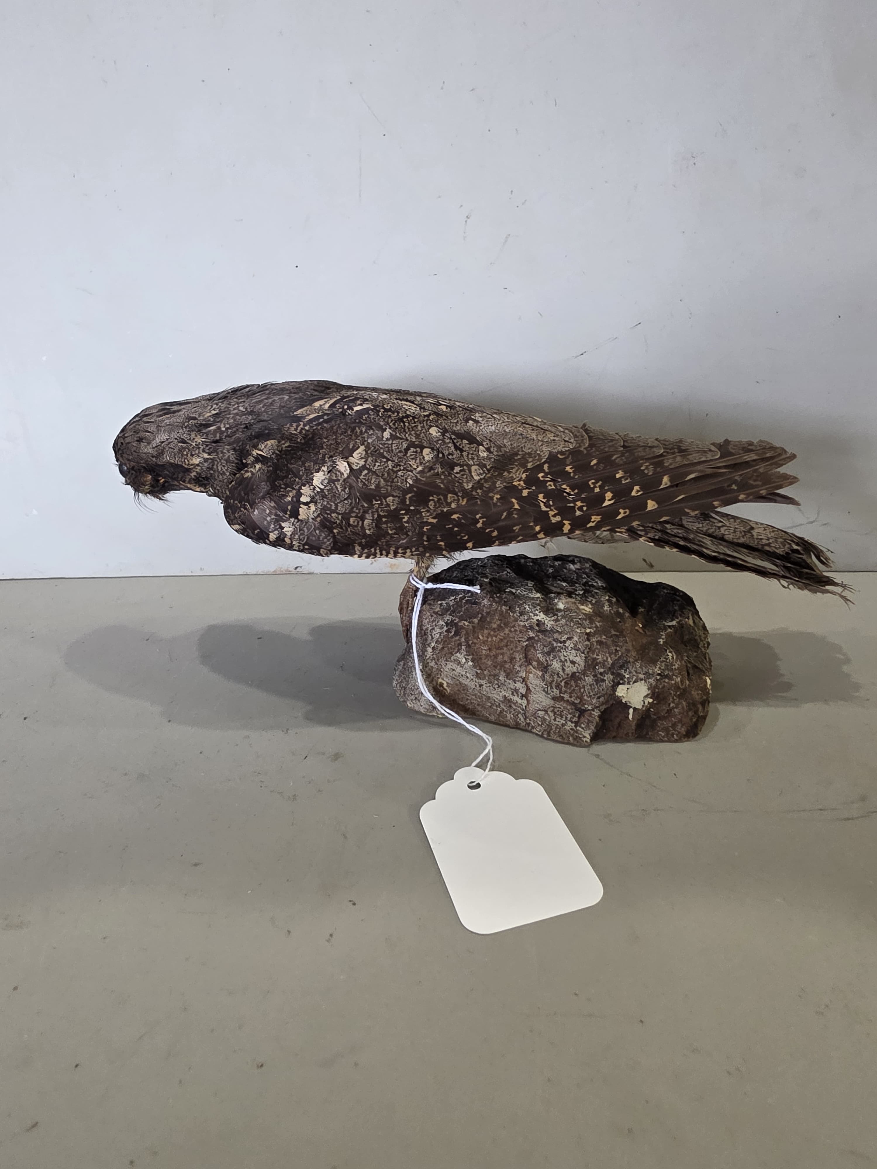 JTVNW1 - European Nightjar Taxidermy