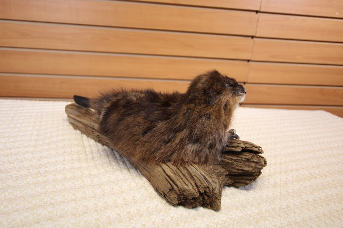 FHSP124 - muskrat Taxidermy Mount on Driftwood