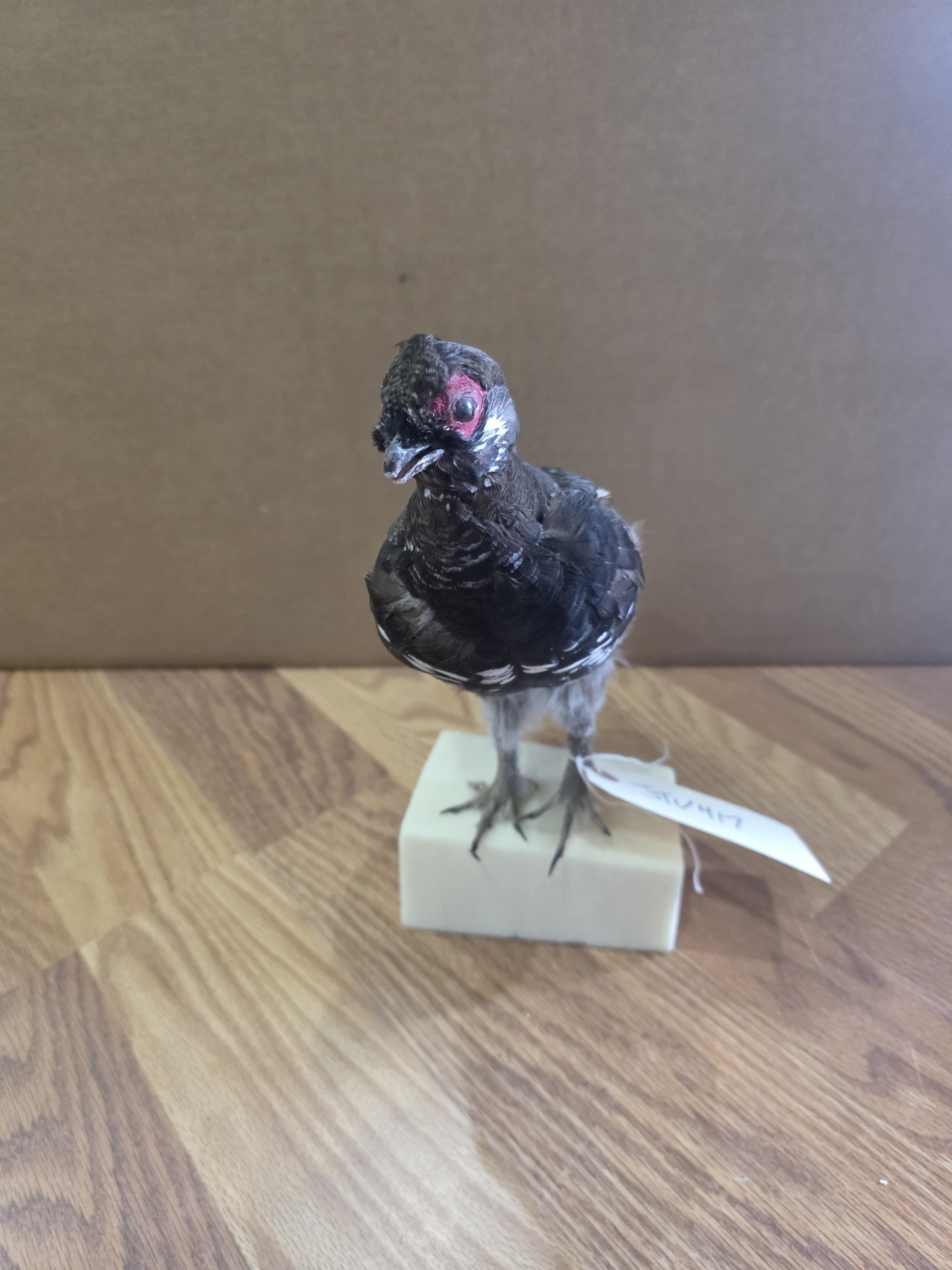 Jtv417 - Grouse Taxidermy Mount | Authentic Bird Display
