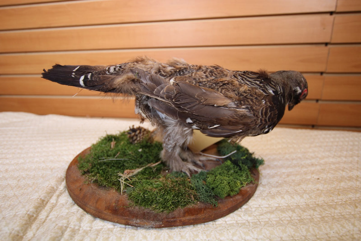 JVBH109 - Exquisite Taxidermy Hungarian Partridge