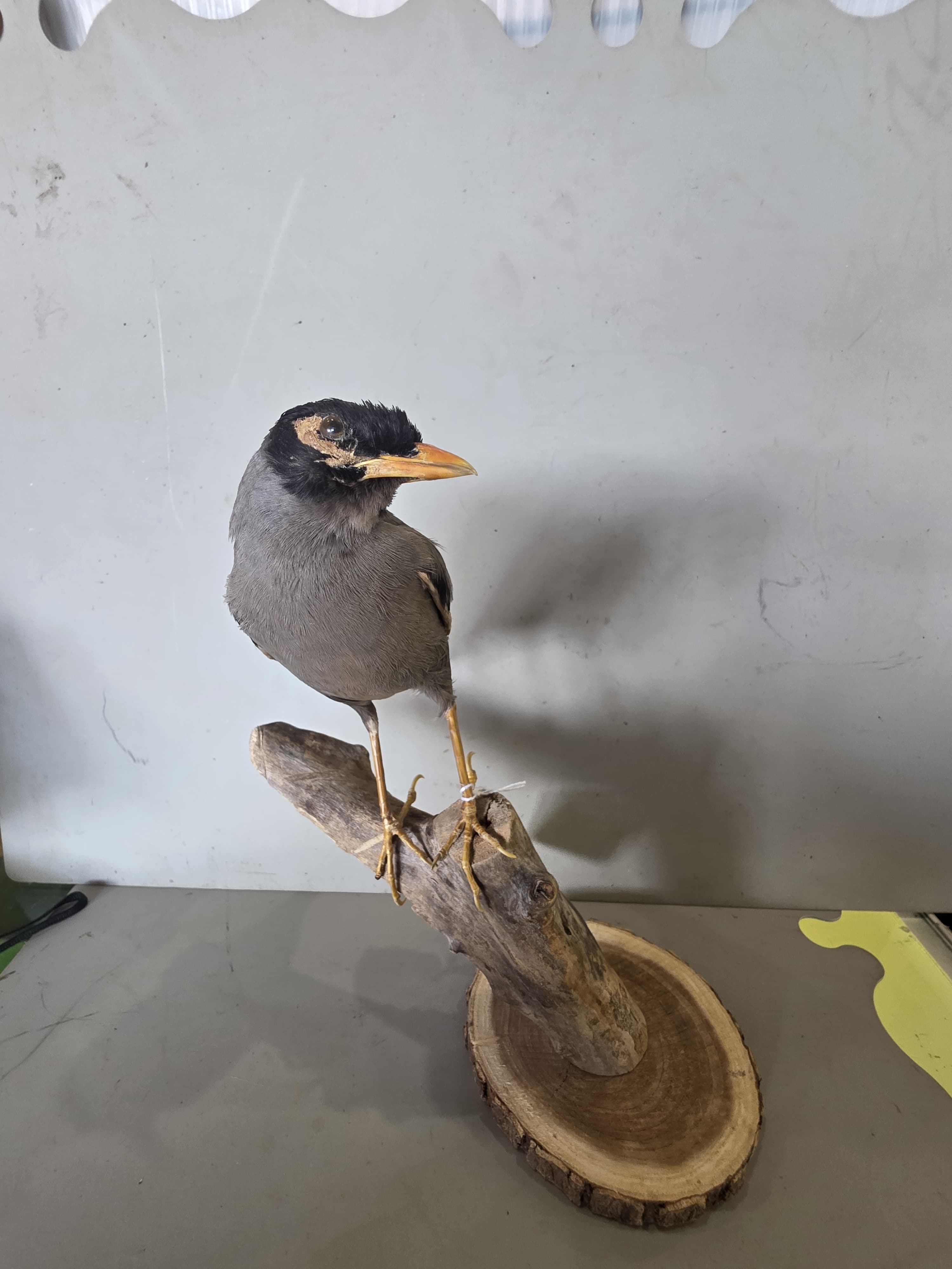 JTVIT1 - Taxidermy Common Myna Bird