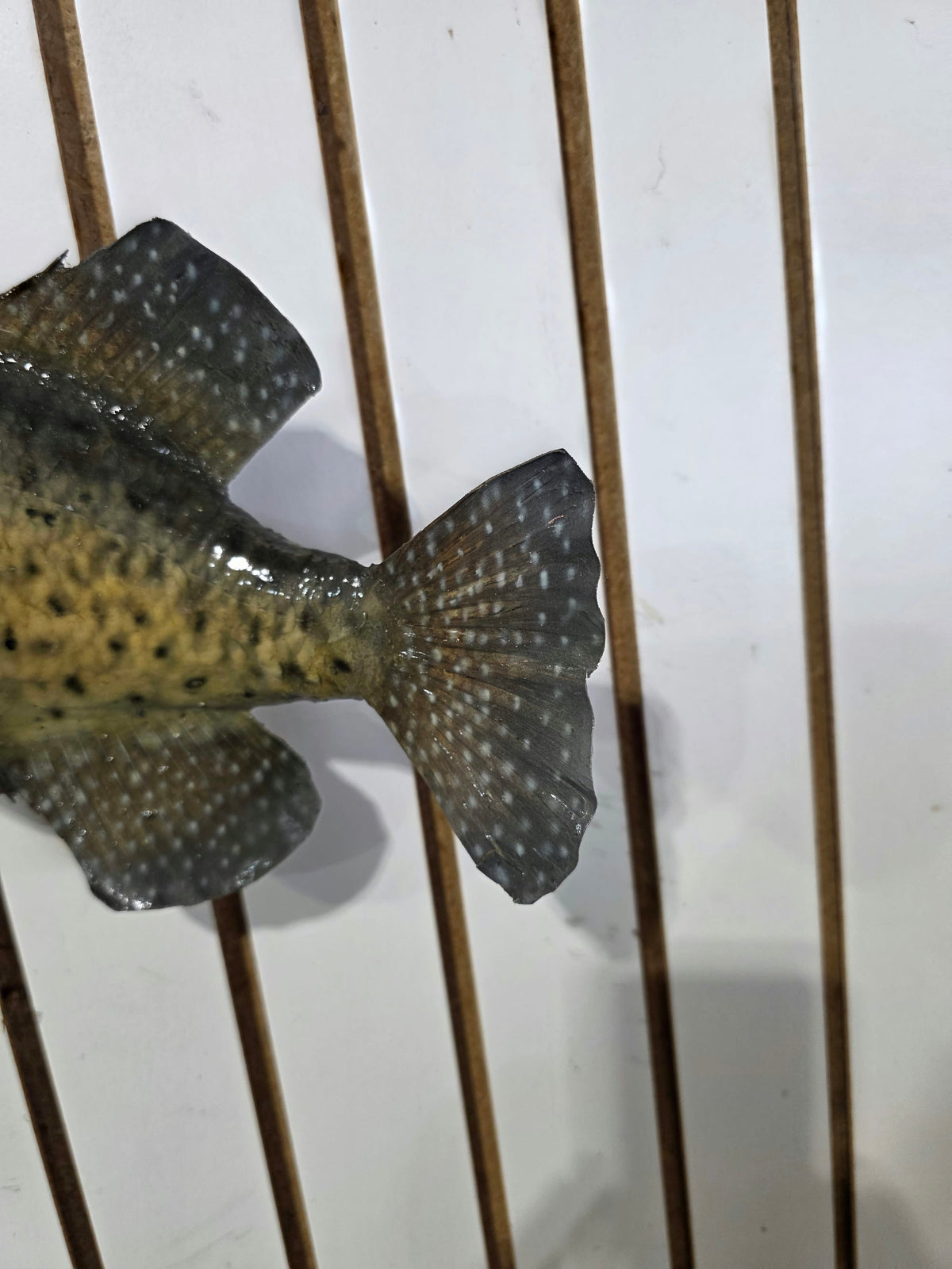 Comb111 - 14" Crappie Fish Taxidermy Mount