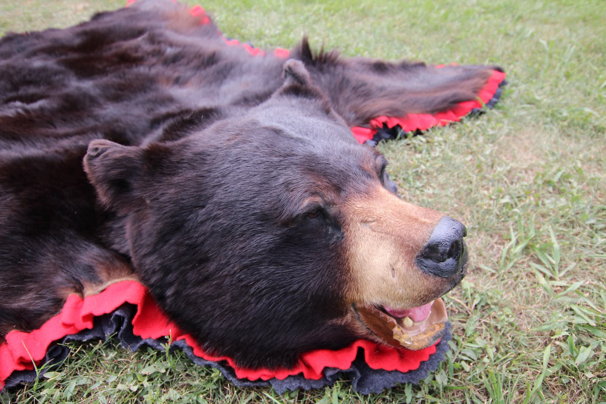 FHSP117 - Taxidermy American Black Bear Full Rug with Open Mouth Head