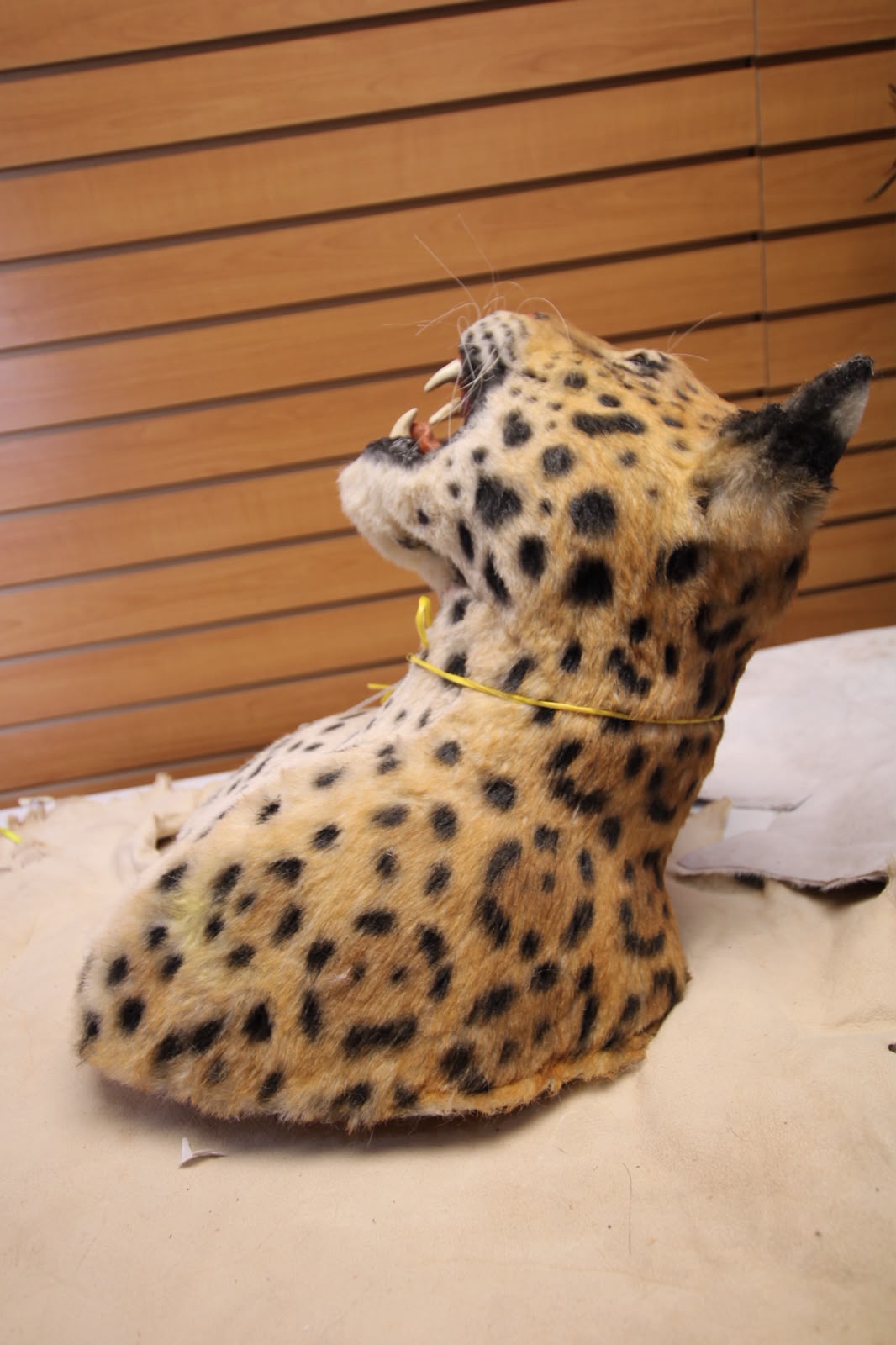 FJRBC02 - reproduction Taxidermy Leopard Head Mount