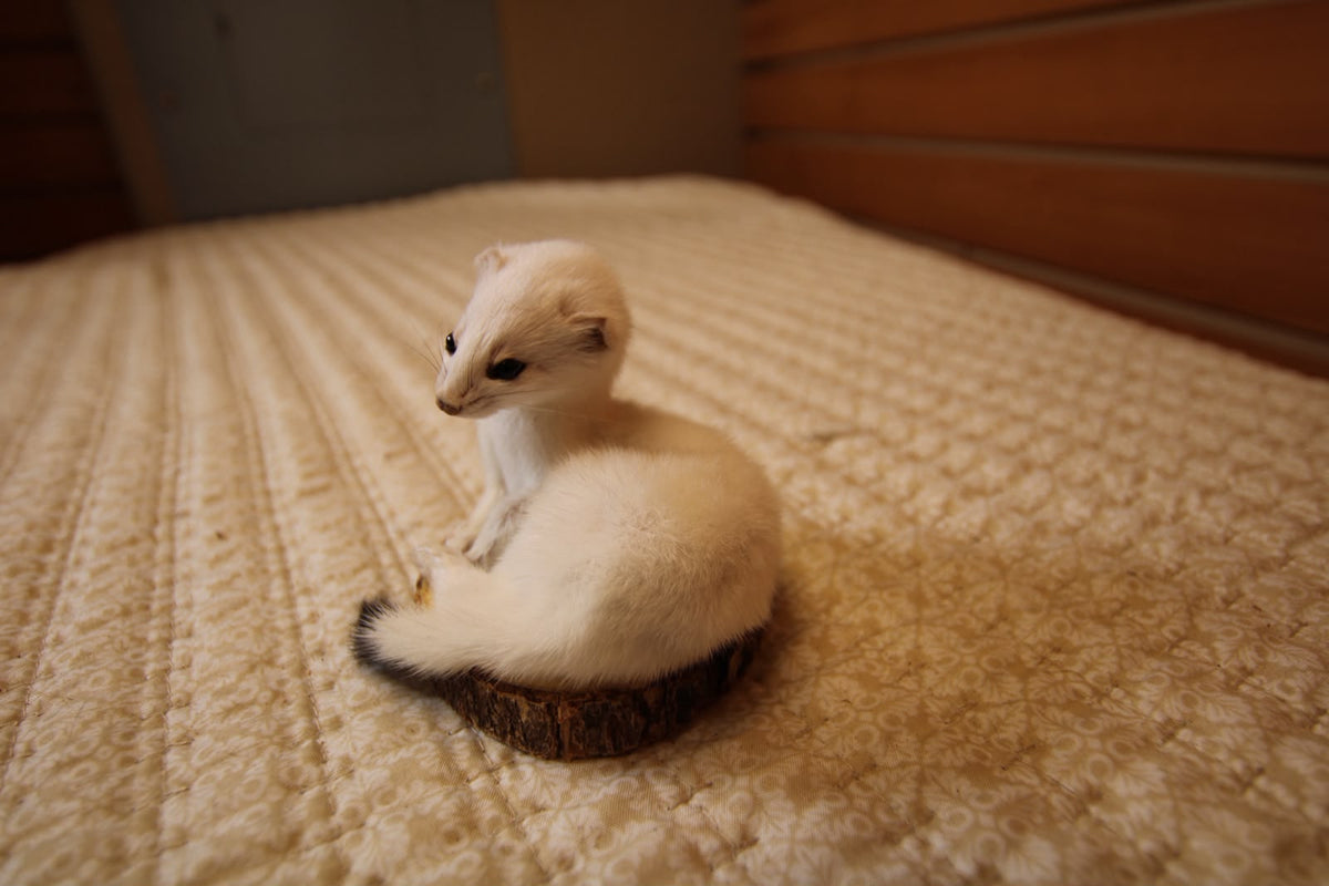 FHWEAS004 - Winter White Ermine (Short-Tailed Weasel) Taxidermy Mount
