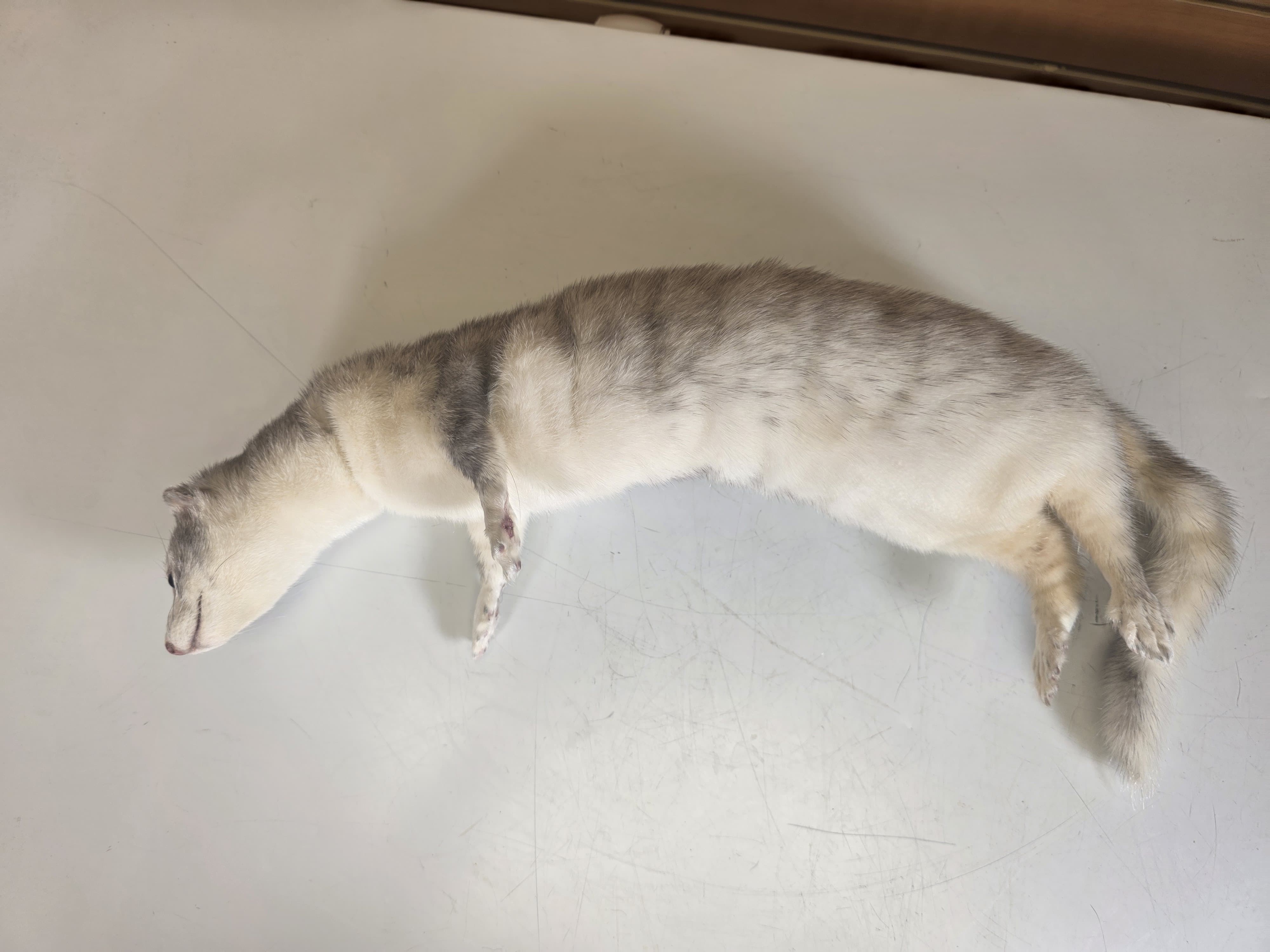 Fhsft104 - Soft Mount Ranch Mink Taxidermy