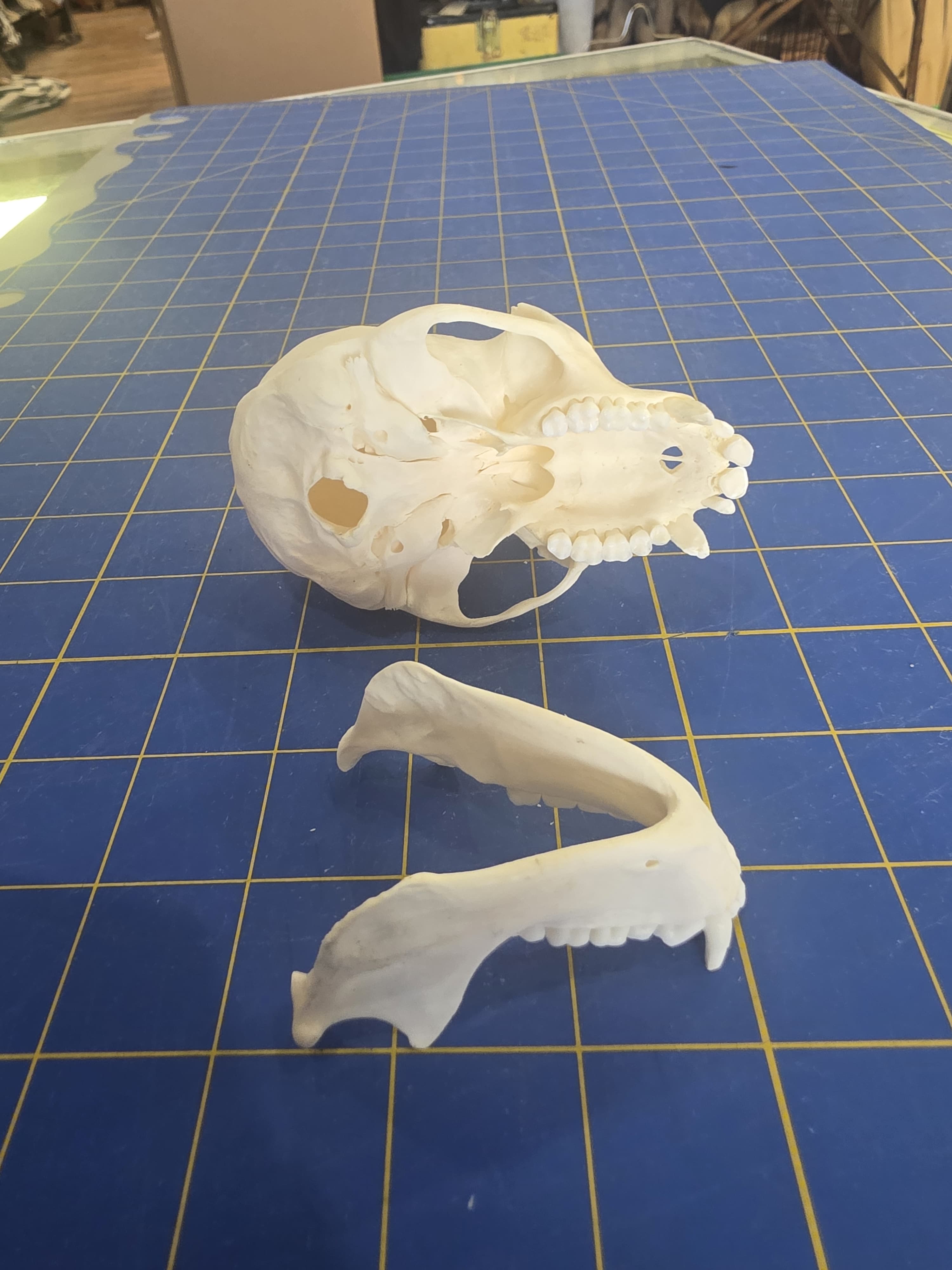 Fhmk14 - White-Throated Guenon Skull – Authentic Primate Skull Display